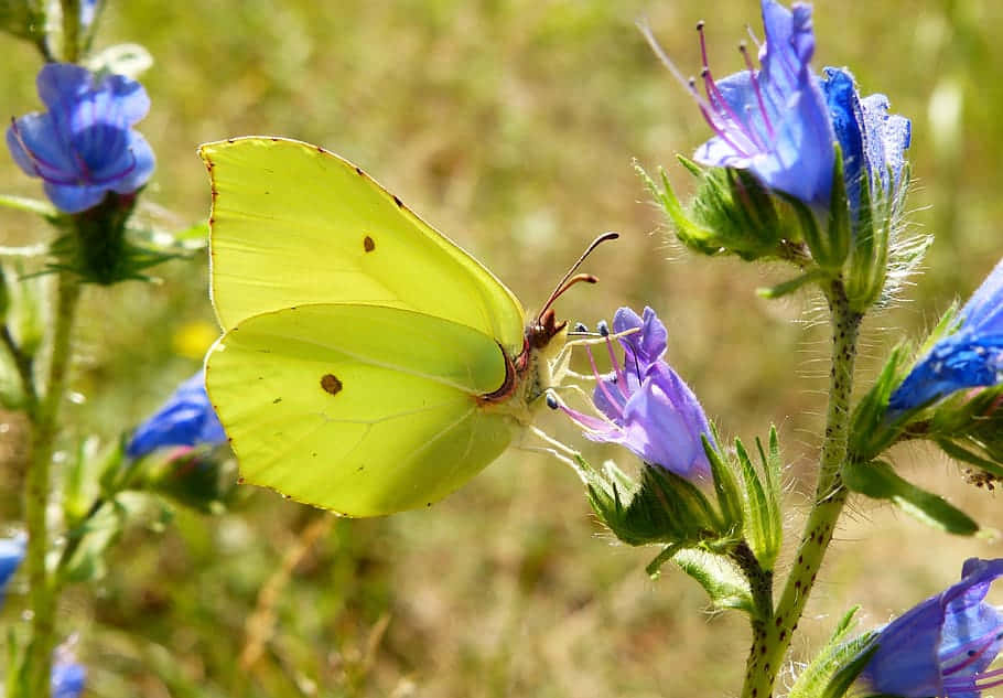 Sulphur Butterfly, blue flowers, bright yellow butterfly, SD Desktop Wallpaper