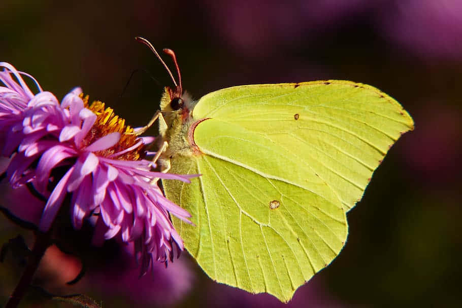 Sulphur Butterfly, purple flower, bright yellow butterfly, SD Desktop Wallpaper