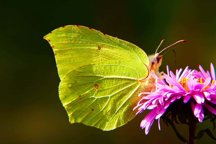 Sulphur Butterfly, lime green, purple flower, SD Desktop Wallpaper
