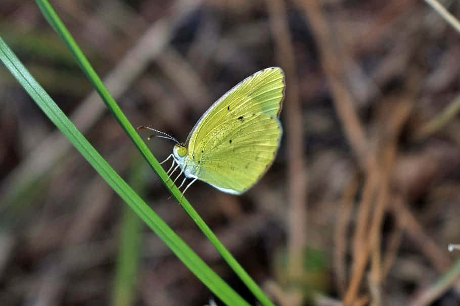 Sulphur Butterfly, yellow butterfly, black spots, SD Desktop Wallpaper
