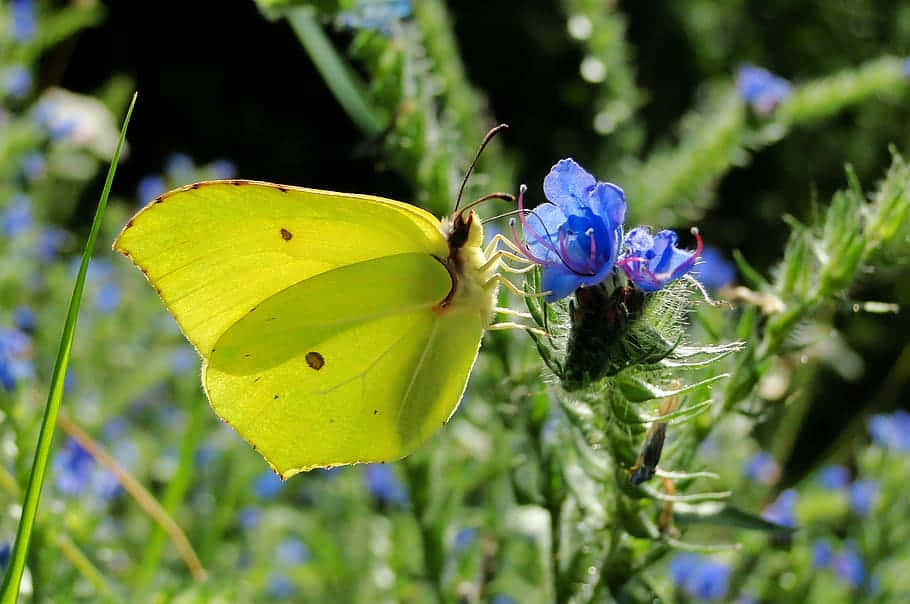 yellow sulphur butterfly, blue flowers, brown spots, SD Desktop Wallpaper