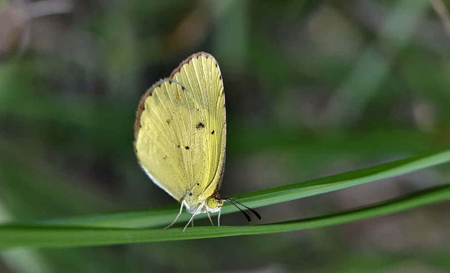 Yellow Sulphur Butterfly, leaf, vibrant green blade of grass, SD Desktop Wallpaper