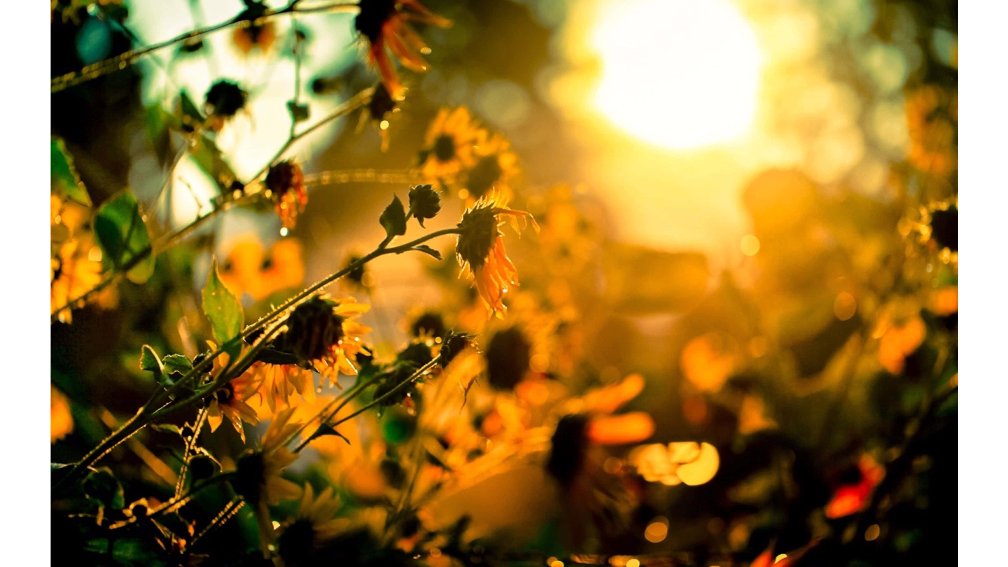 golden summer sunset, sunflowers, warm golden glow, 4K Desktop Wallpaper