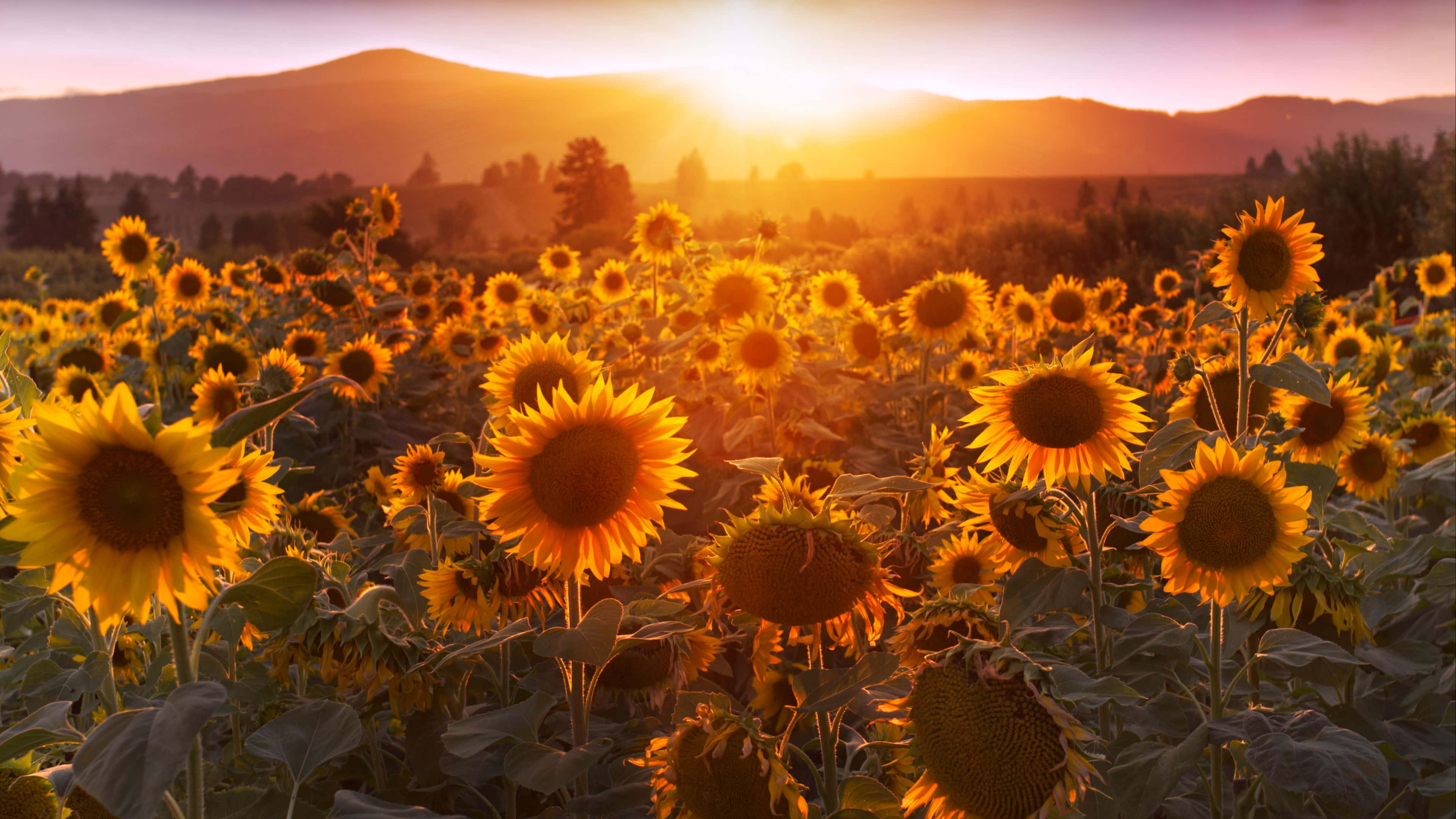 sunflower field, warm sunset light, glowing sky, 4K Desktop Wallpaper