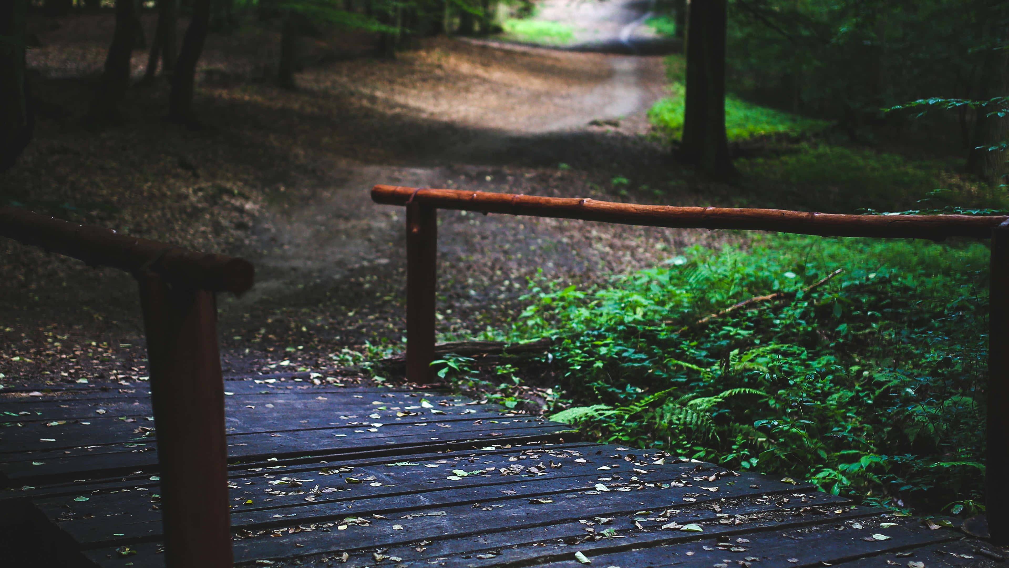 wooden bridge, forest, summer, 4K Desktop Wallpaper