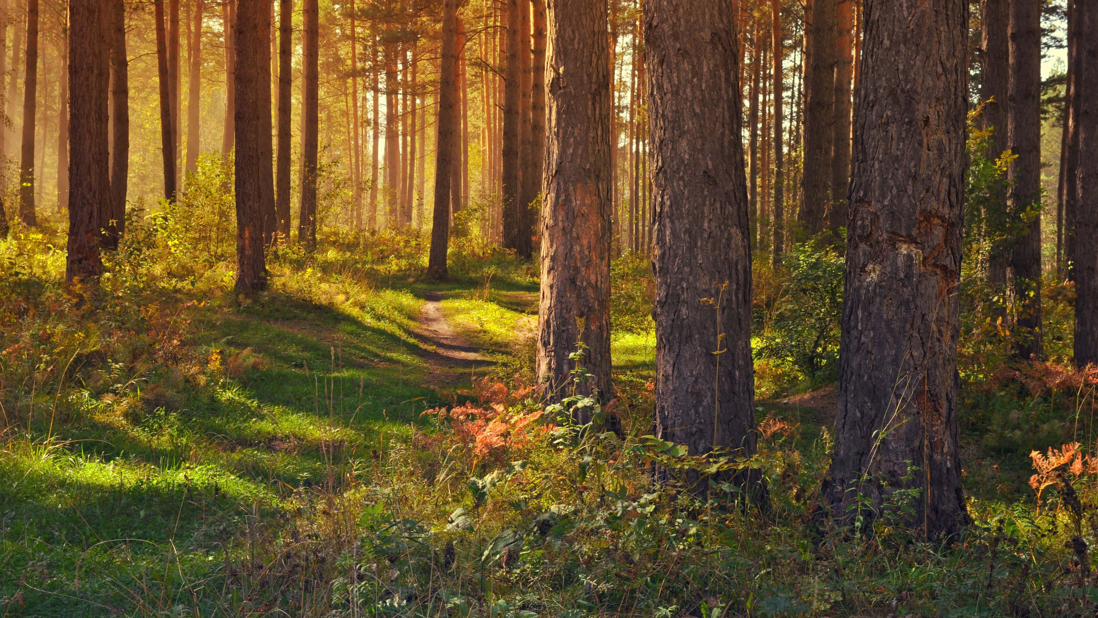 sunlit forest path, tall pine trees, golden beams, 4K Desktop Wallpaper