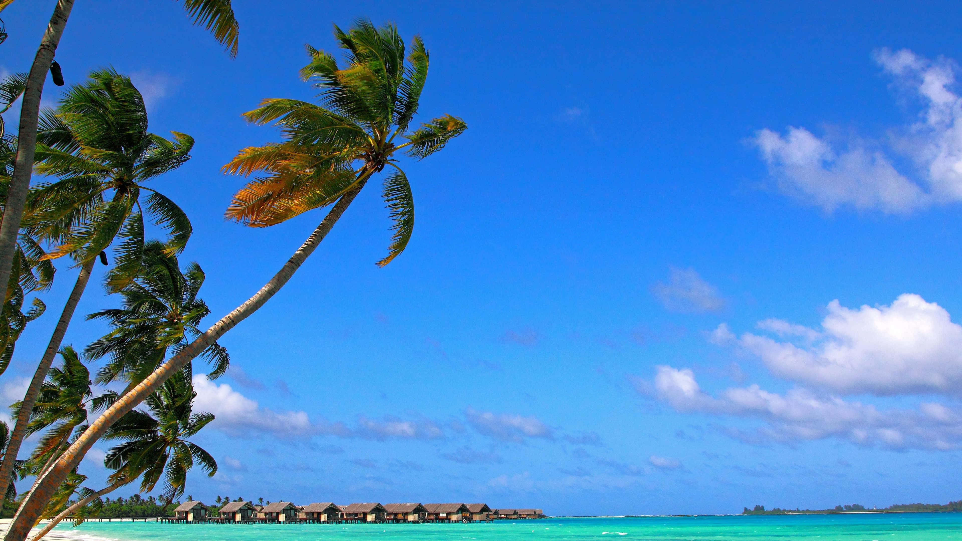 tropical beach paradise, leaning palm trees, turquoise lagoon, 4K Desktop Wallpaper