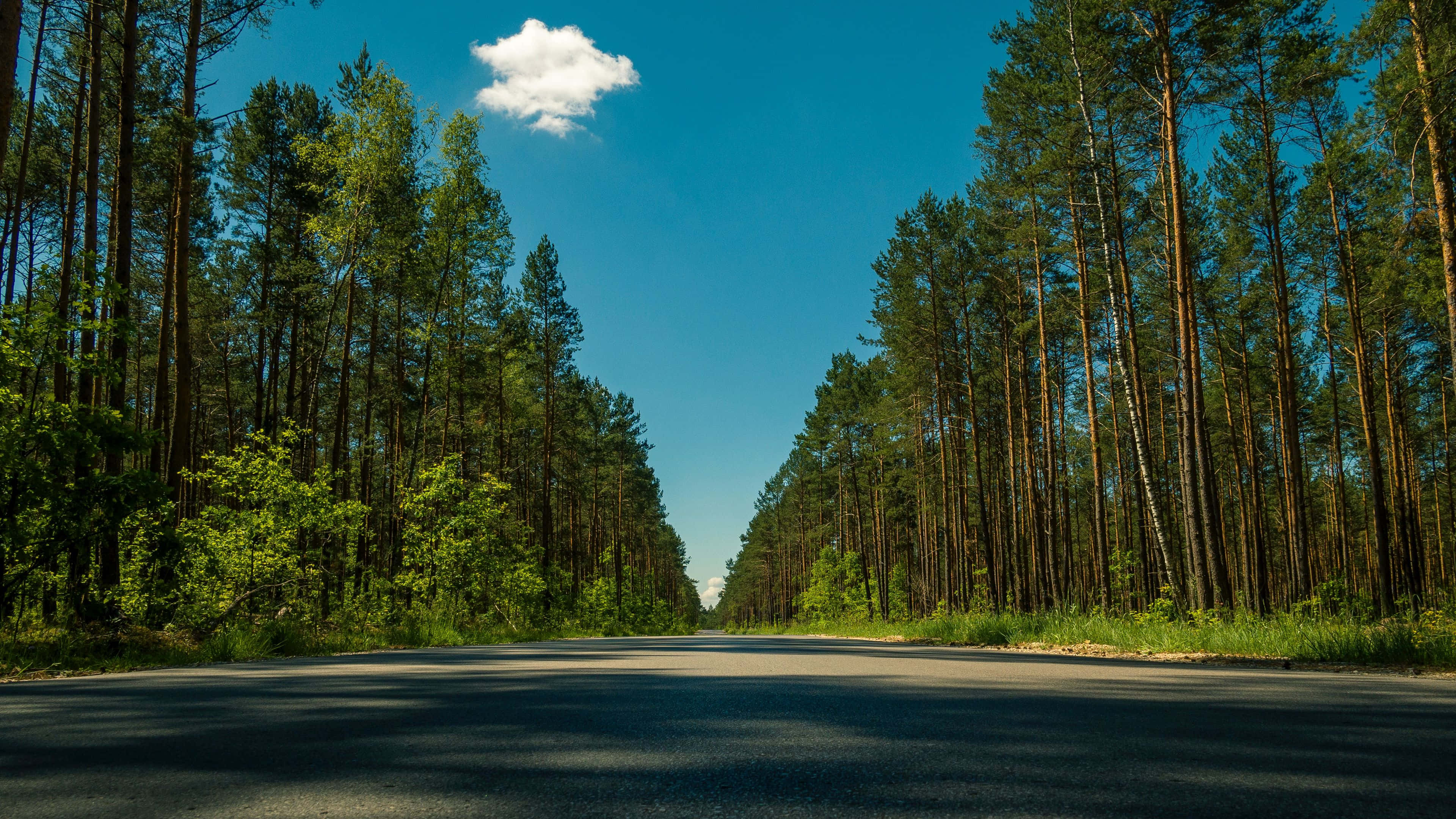 sunny forest road, asphalt road, dense pine forest, 4K Desktop Wallpaper