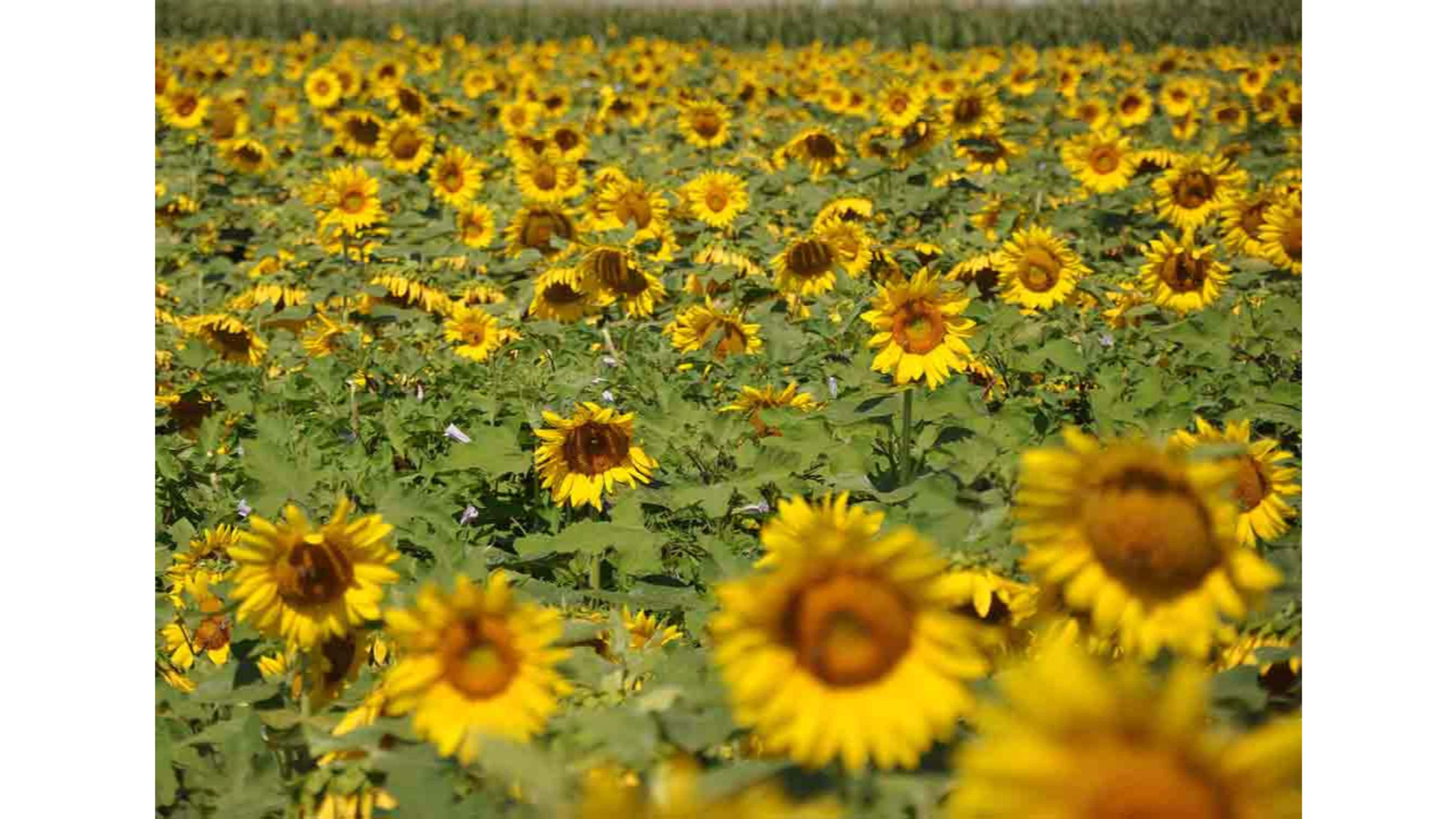 sunflower field, bright yellow petals, dark centers, 4K Desktop Wallpaper