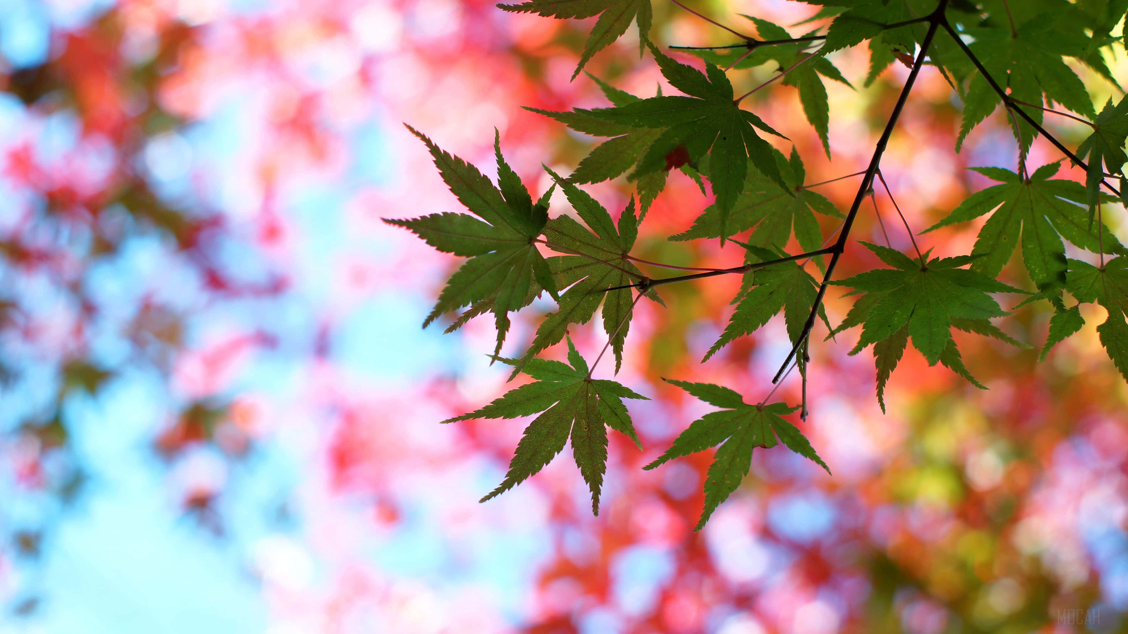 summer, autumn, green maple leaves, 4K Desktop Wallpaper