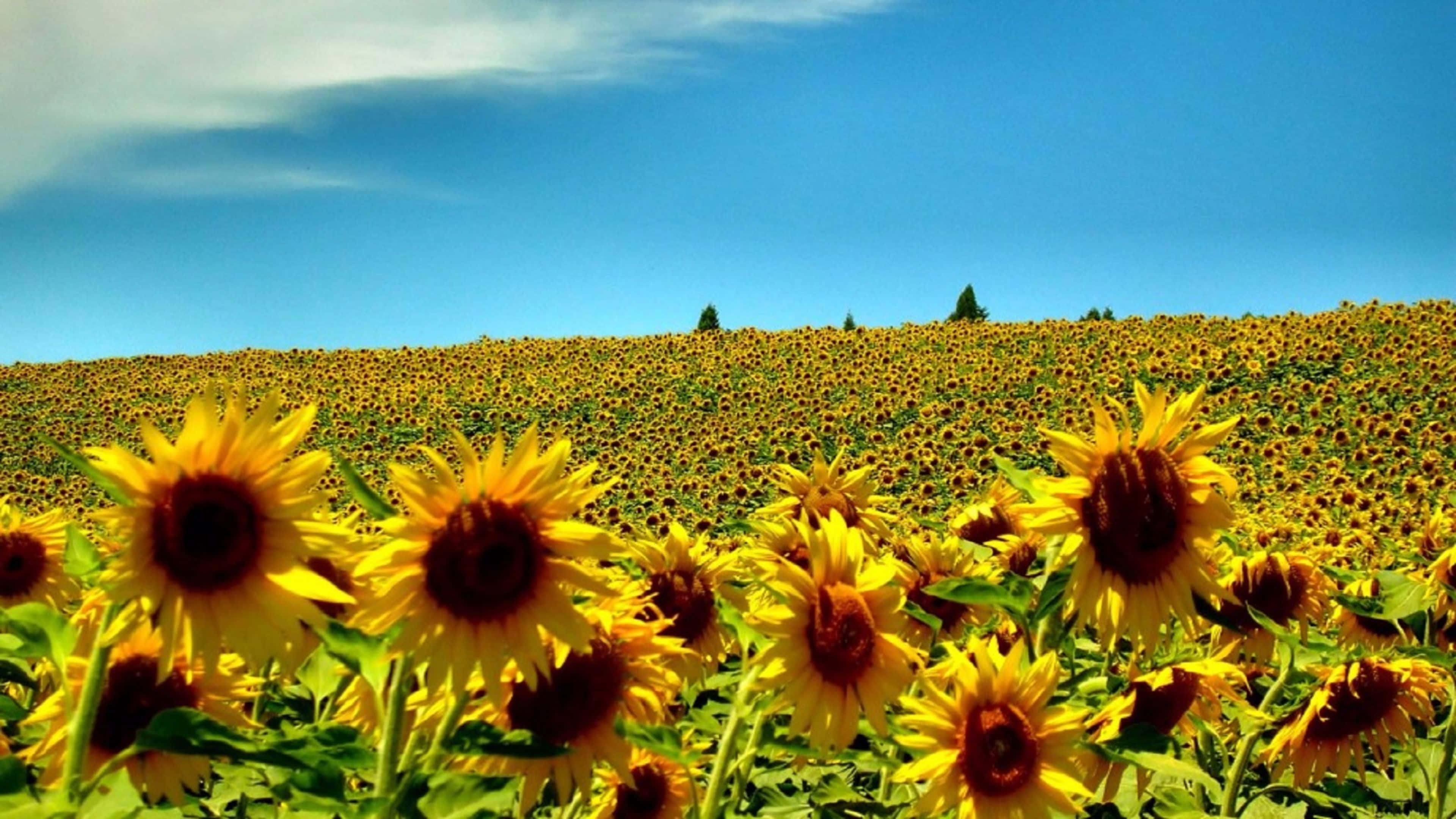 vibrant sunflower field, bright yellow sunflowers, clear blue sky, 4K Desktop Wallpaper