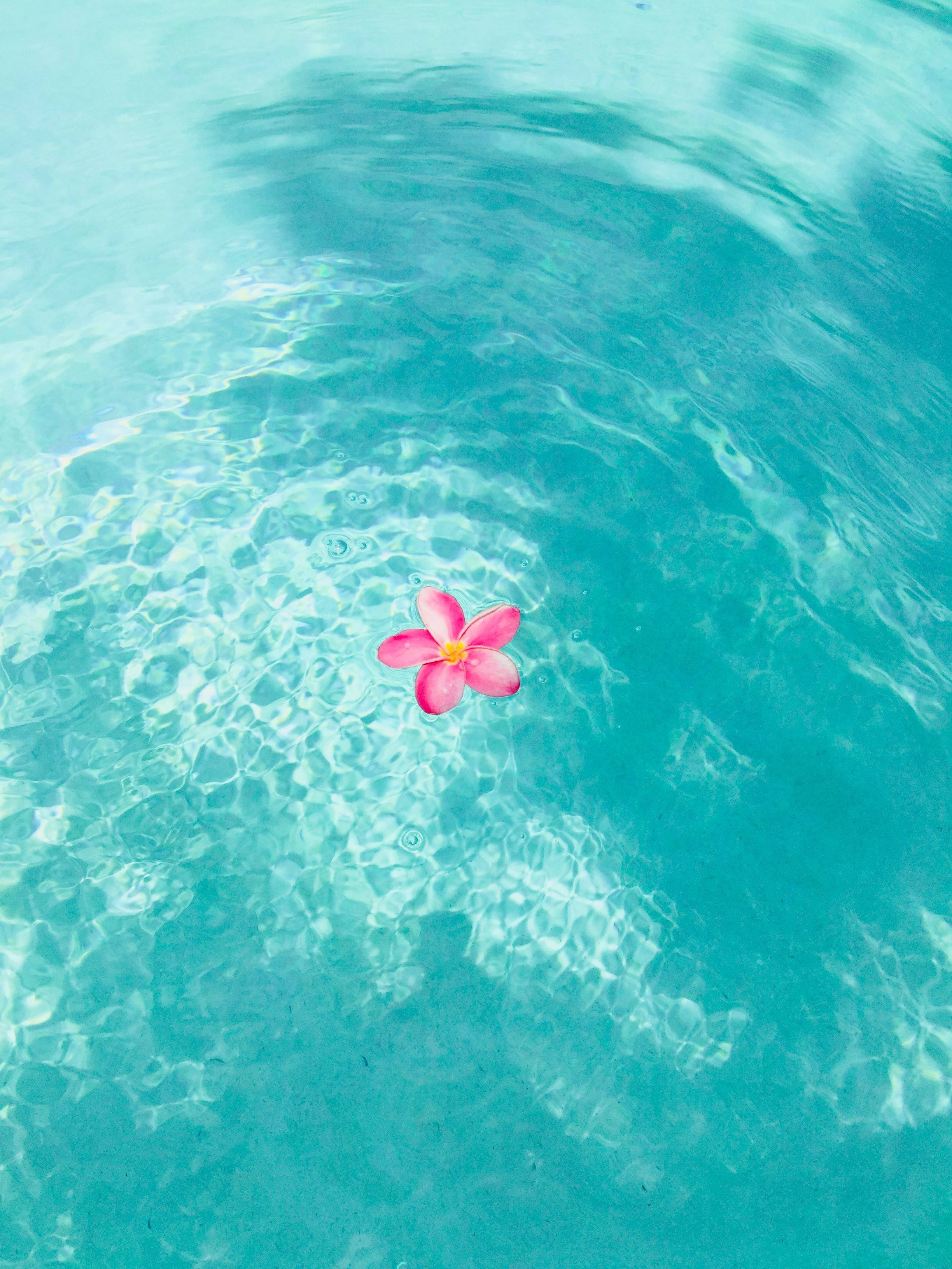 pink frangipani flower, ripling turquoise water, bright sunlight, 2K Phone Wallpaper