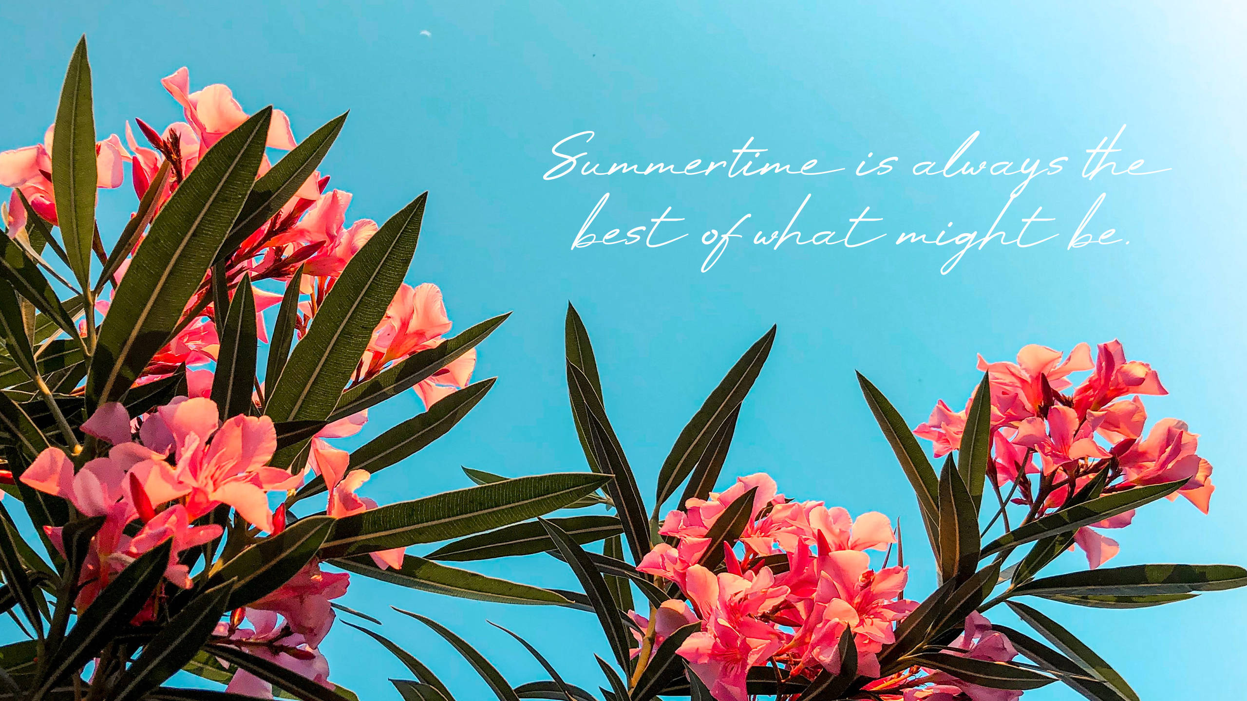 pink oleander, deep green leaves, clear blue sky, 2K Desktop Wallpaper
