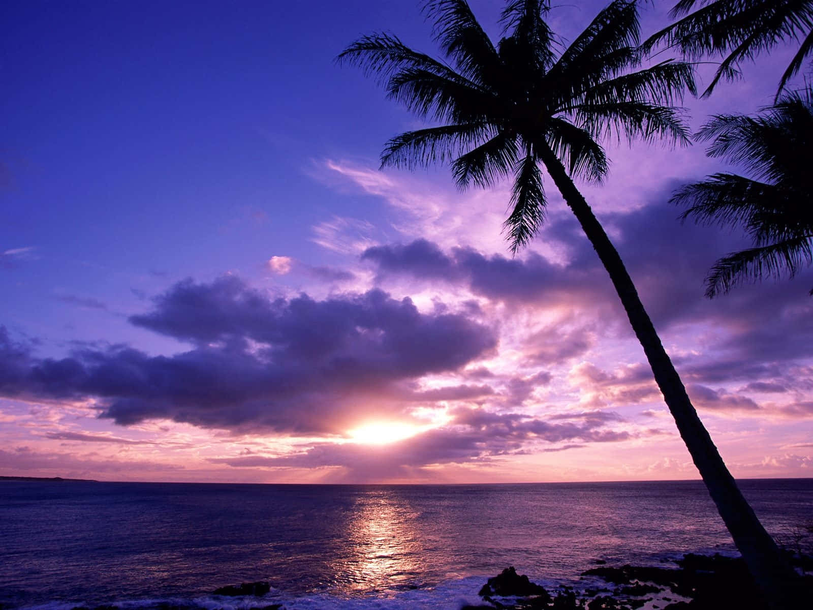 tropical sunset, palm silhouette, vibrant purple and pink sunset, HD Desktop Wallpaper
