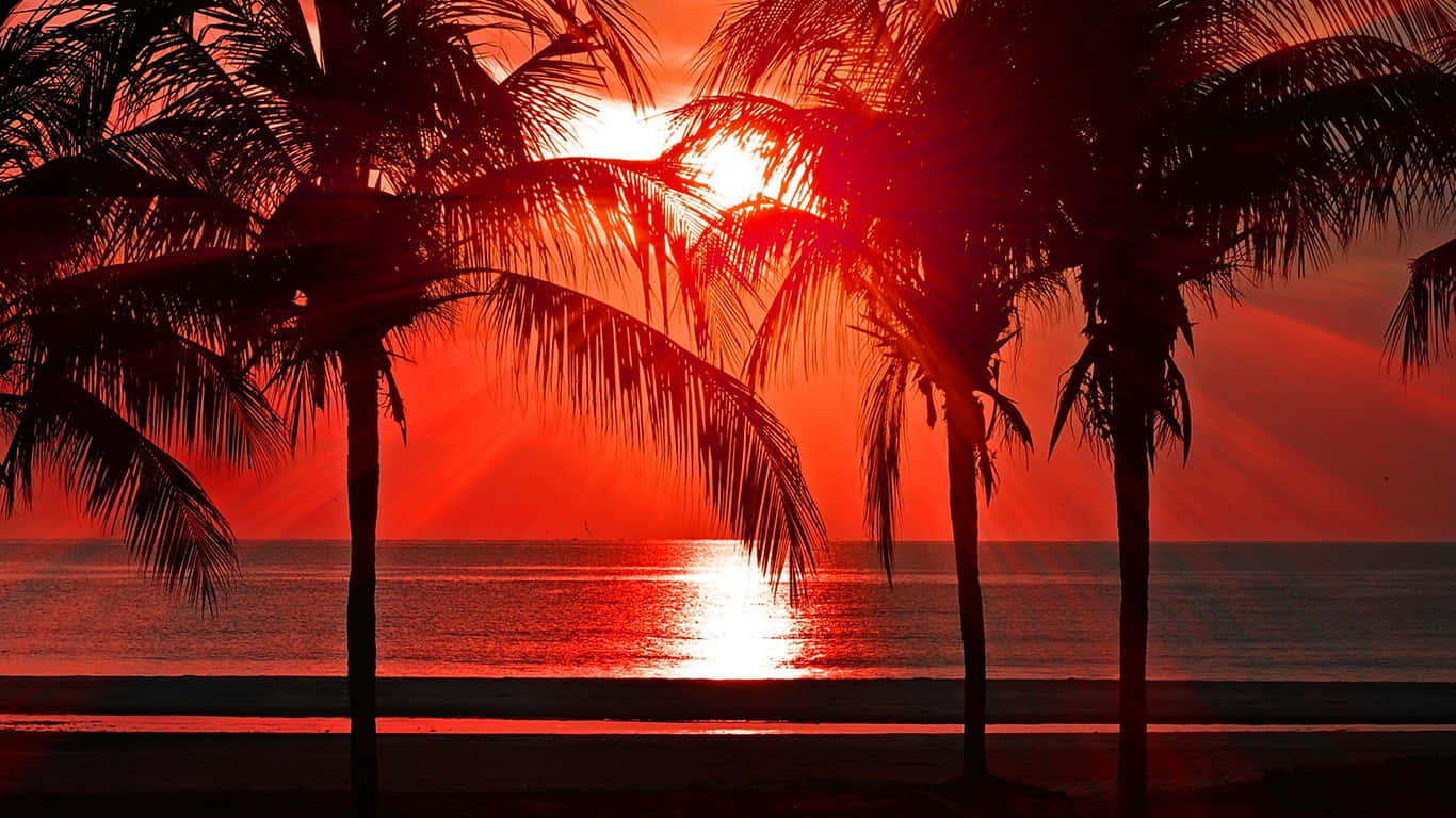 tropical sunset silhouette, palm trees, fiery red sunset, HD Desktop Wallpaper