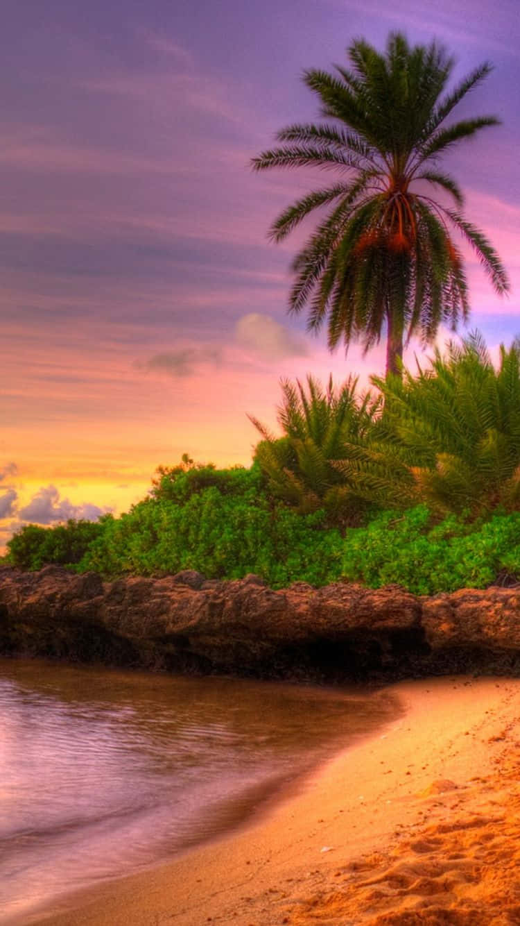 palm tree, rocky shore, sunset, HD Phone Wallpaper