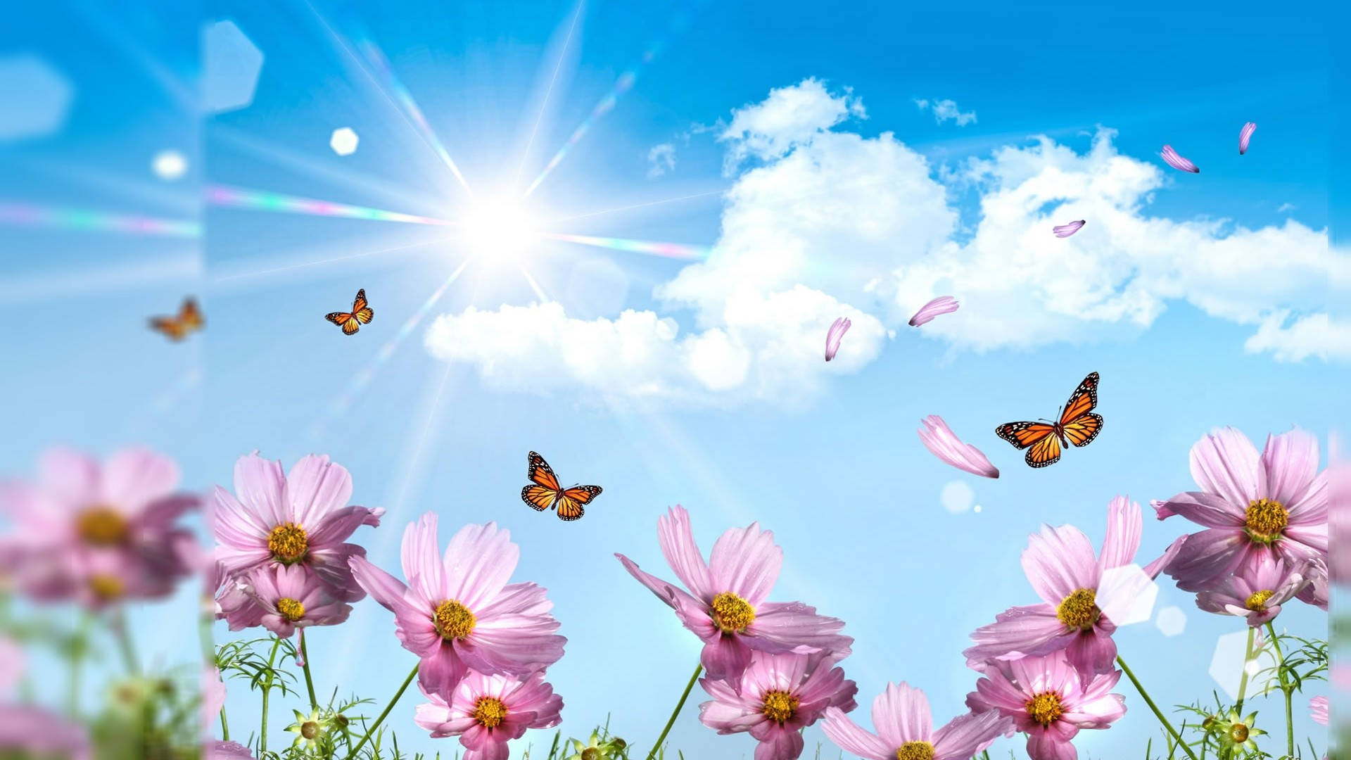butterflies, pink cosmos flowers, bright sun, Full HD Desktop Wallpaper