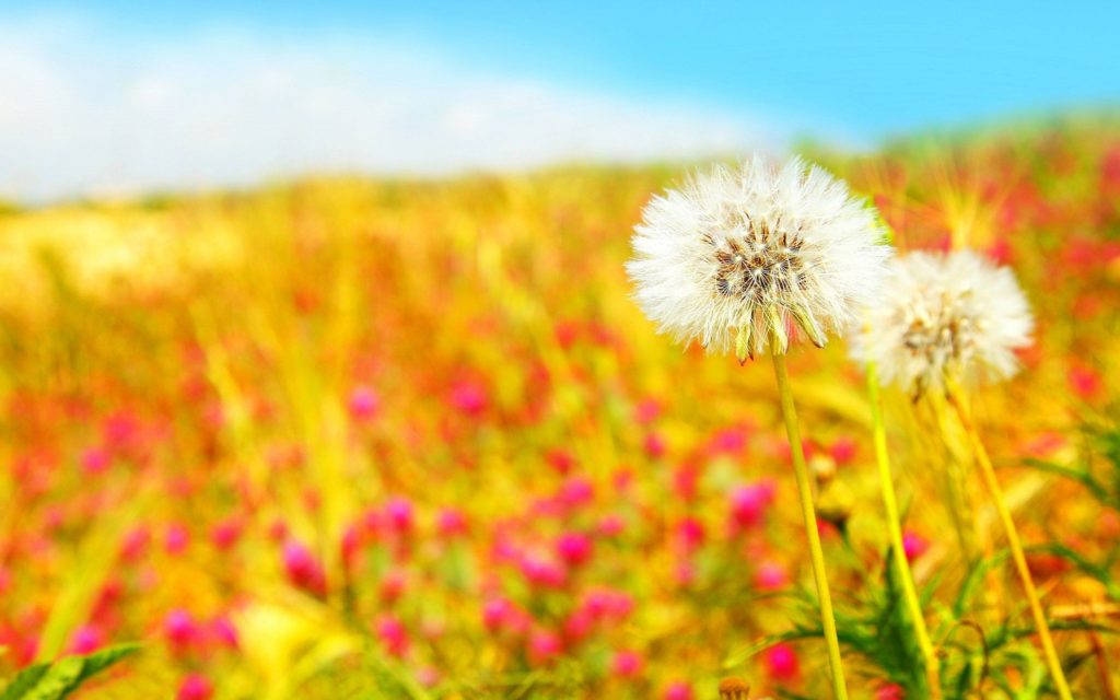 dandelion, yellow and pink wildflowers, clear blue sky, SD Desktop Wallpaper
