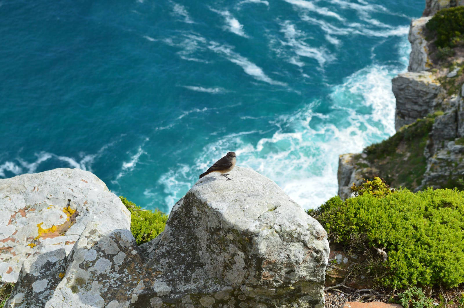 bird, cliff, sunlit cliff rock, HD Desktop Wallpaper