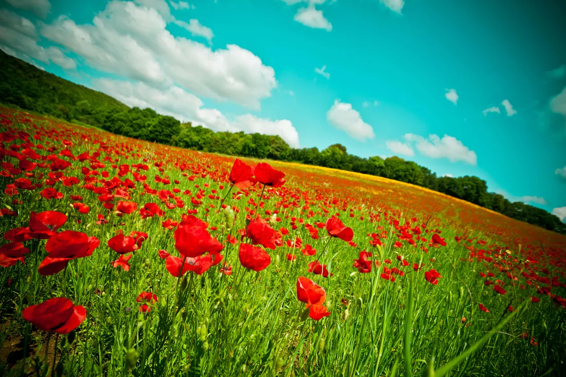 Summer Flowers