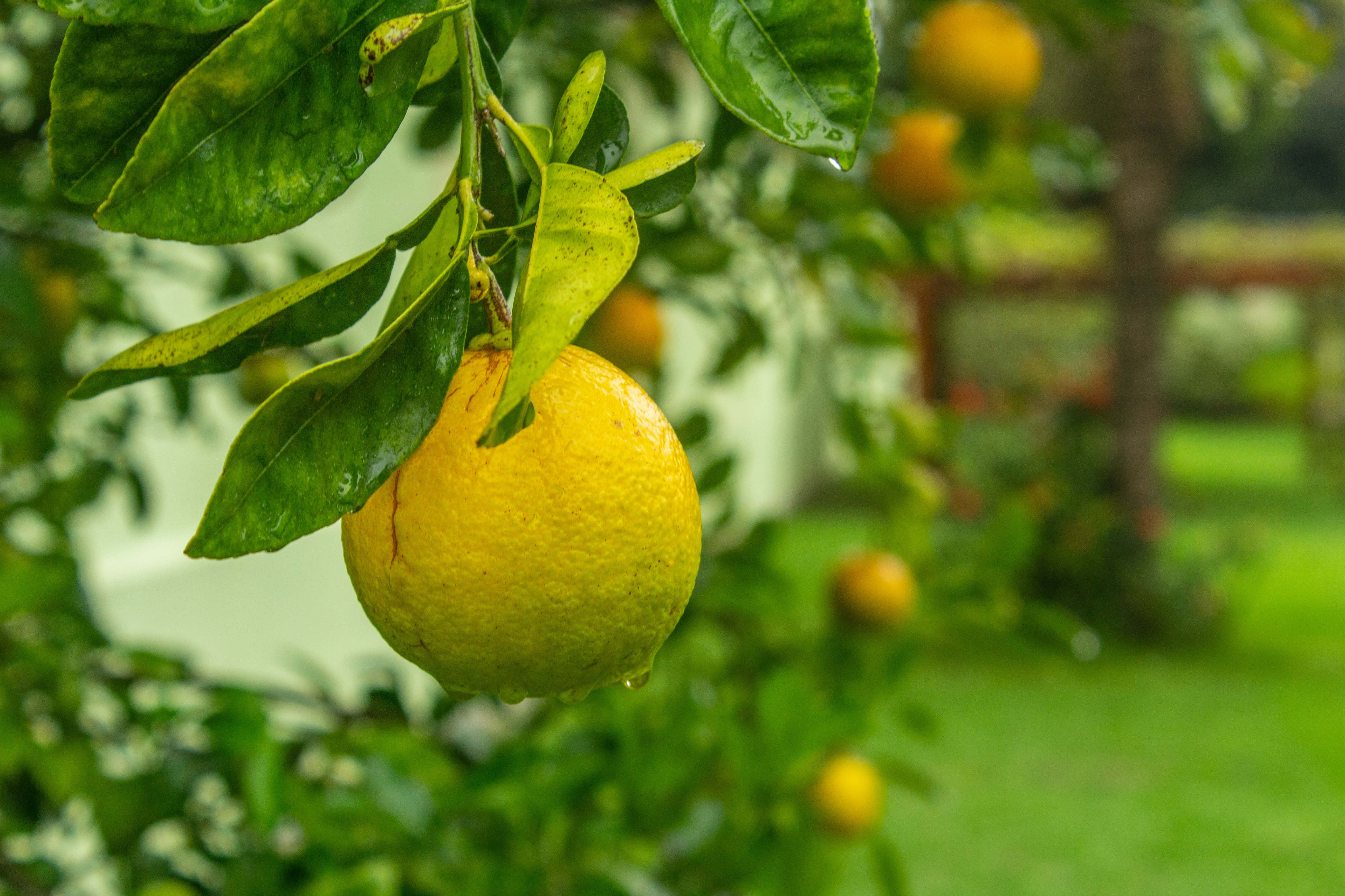 summer fruits, yellow lemon, lush green branch, 5K Desktop Wallpaper