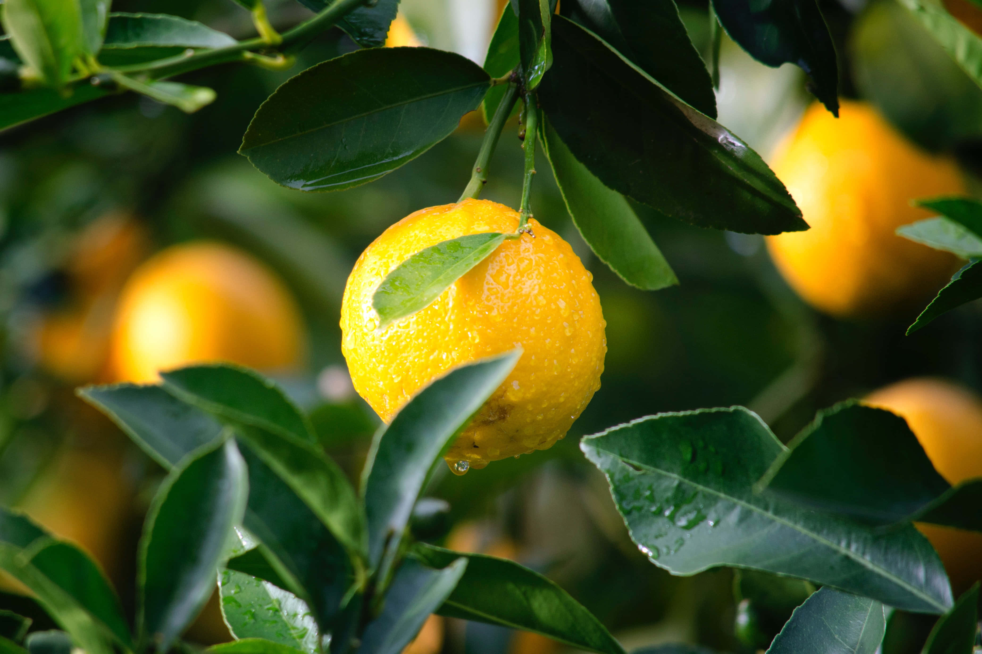 summer fruits, vibrant yellow citrus fruit, dewdrops, 4K Desktop Wallpaper