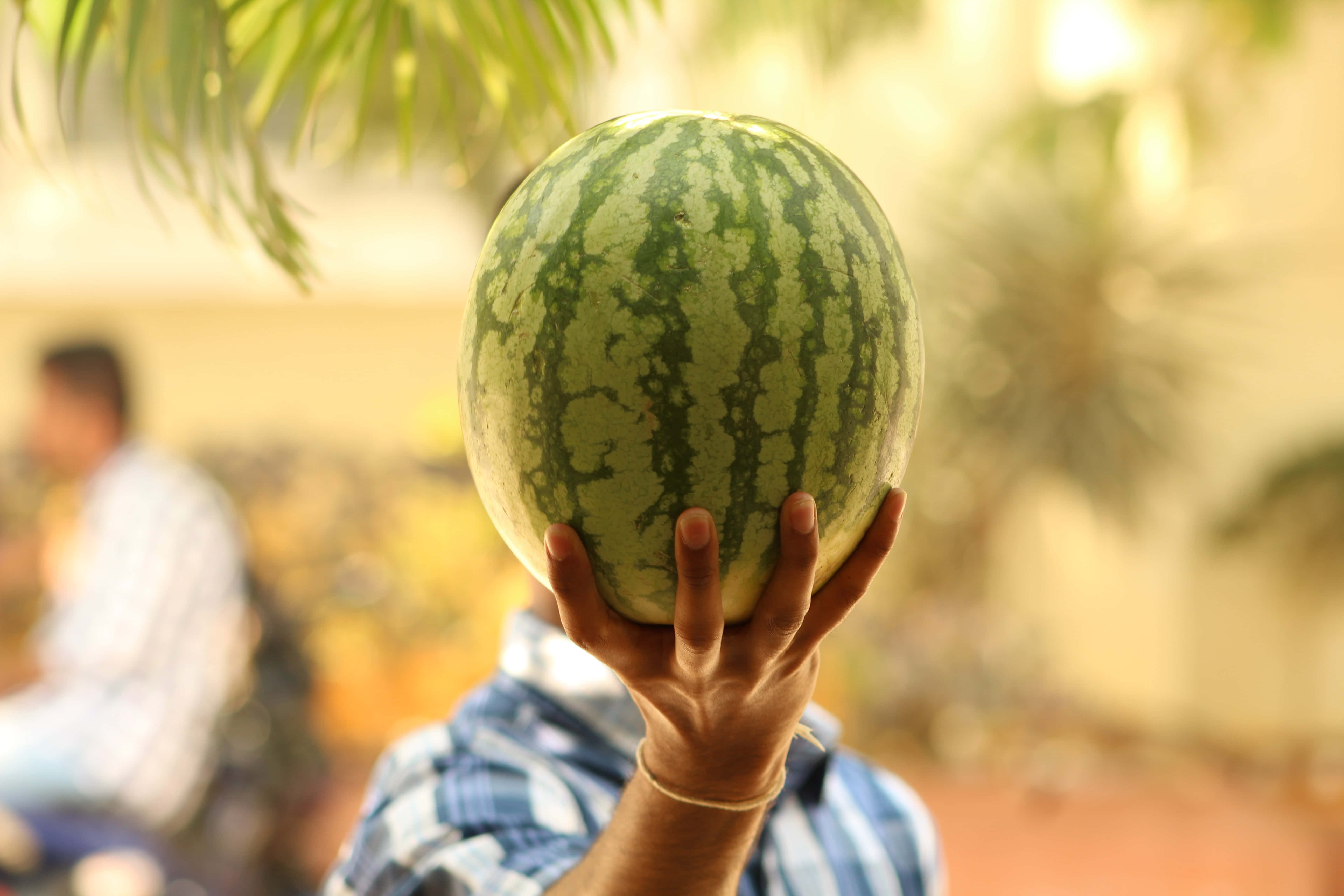 striped watermelon, plaid shirt, palm fronds, 5K Desktop Wallpaper