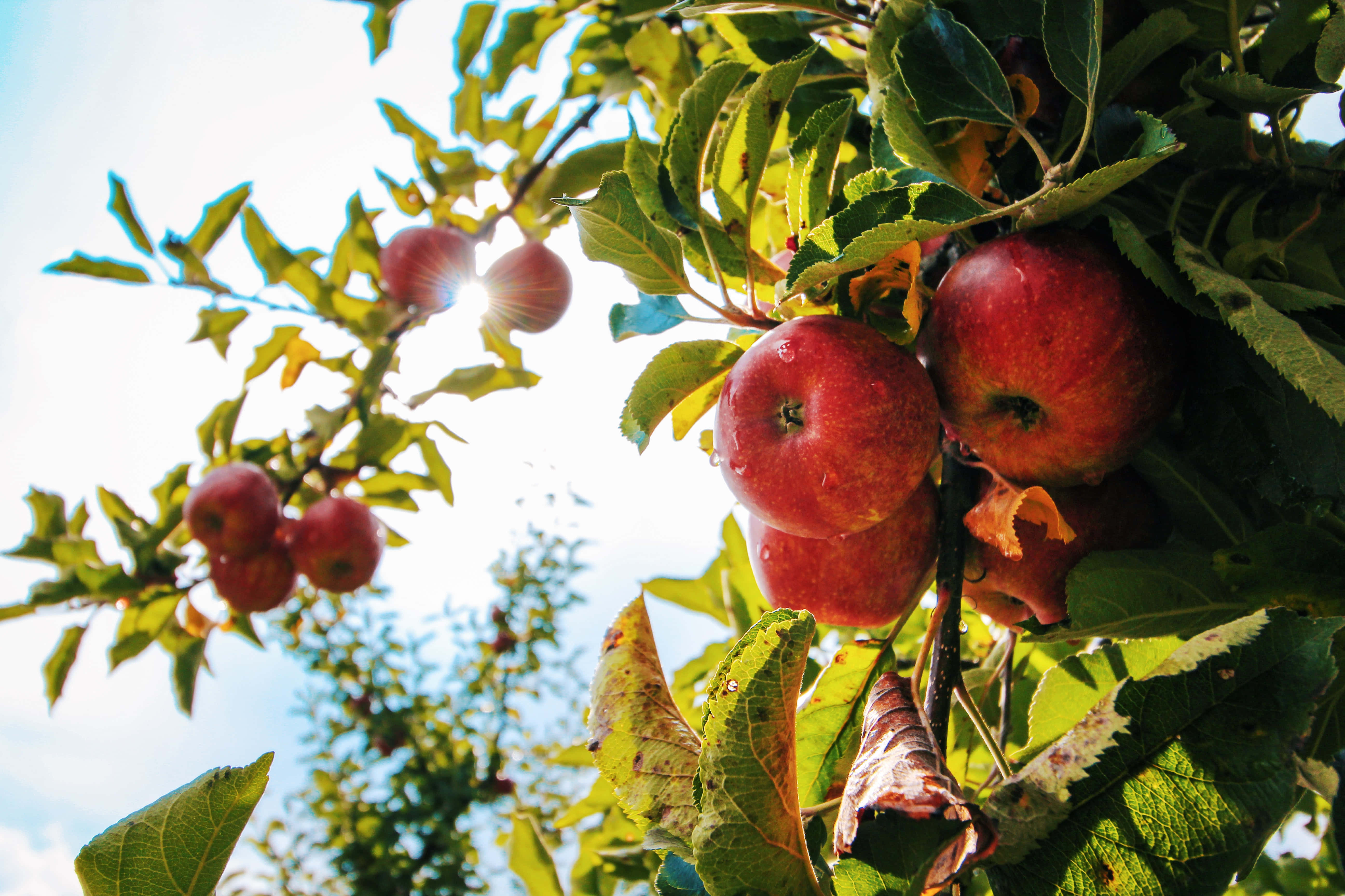 Summer Fruits, red apples, sunlit tree branch, 5K Desktop Wallpaper