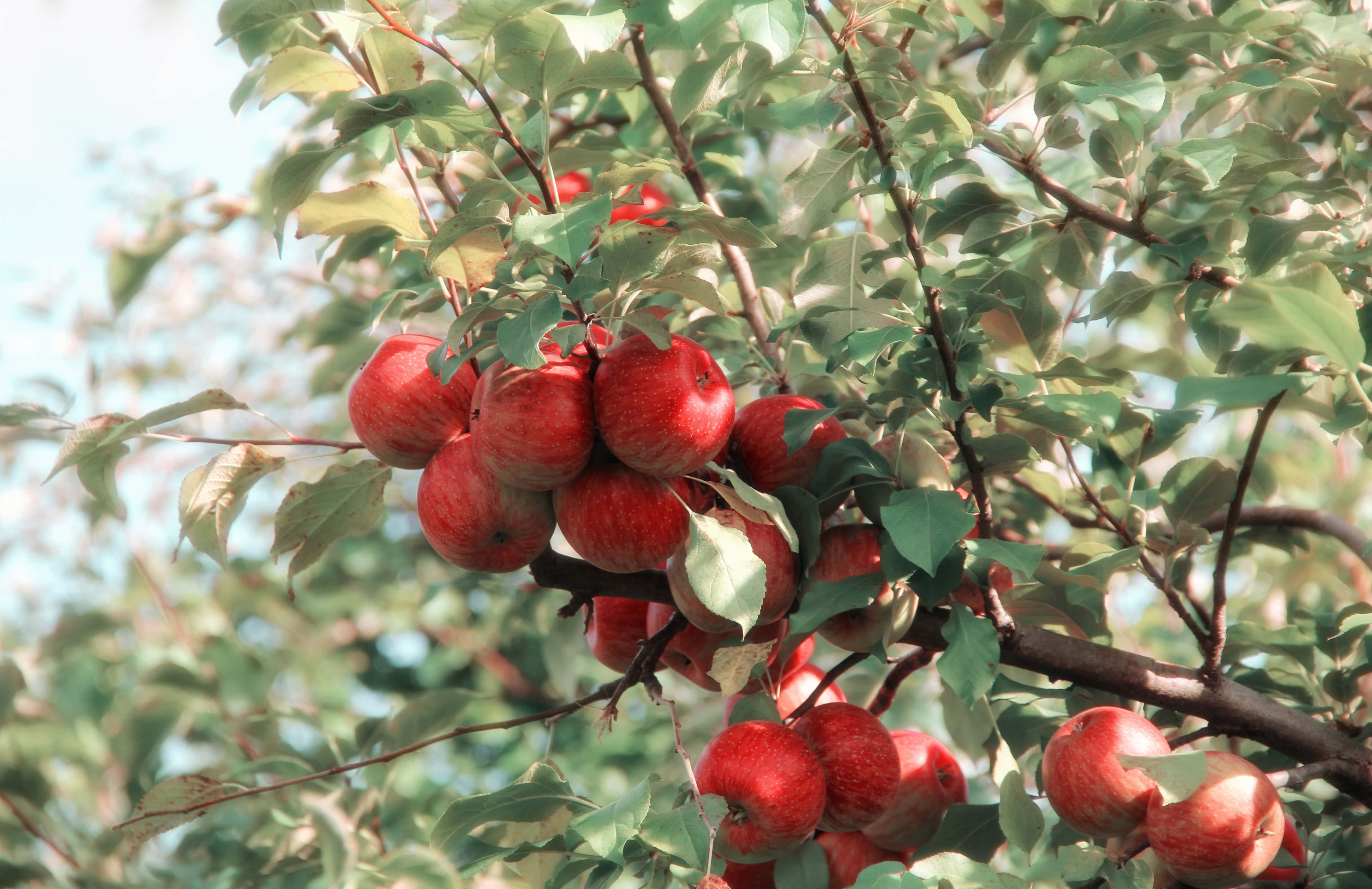 Summer Fruits, red apples, sunlit tree branch, 5K Desktop Wallpaper