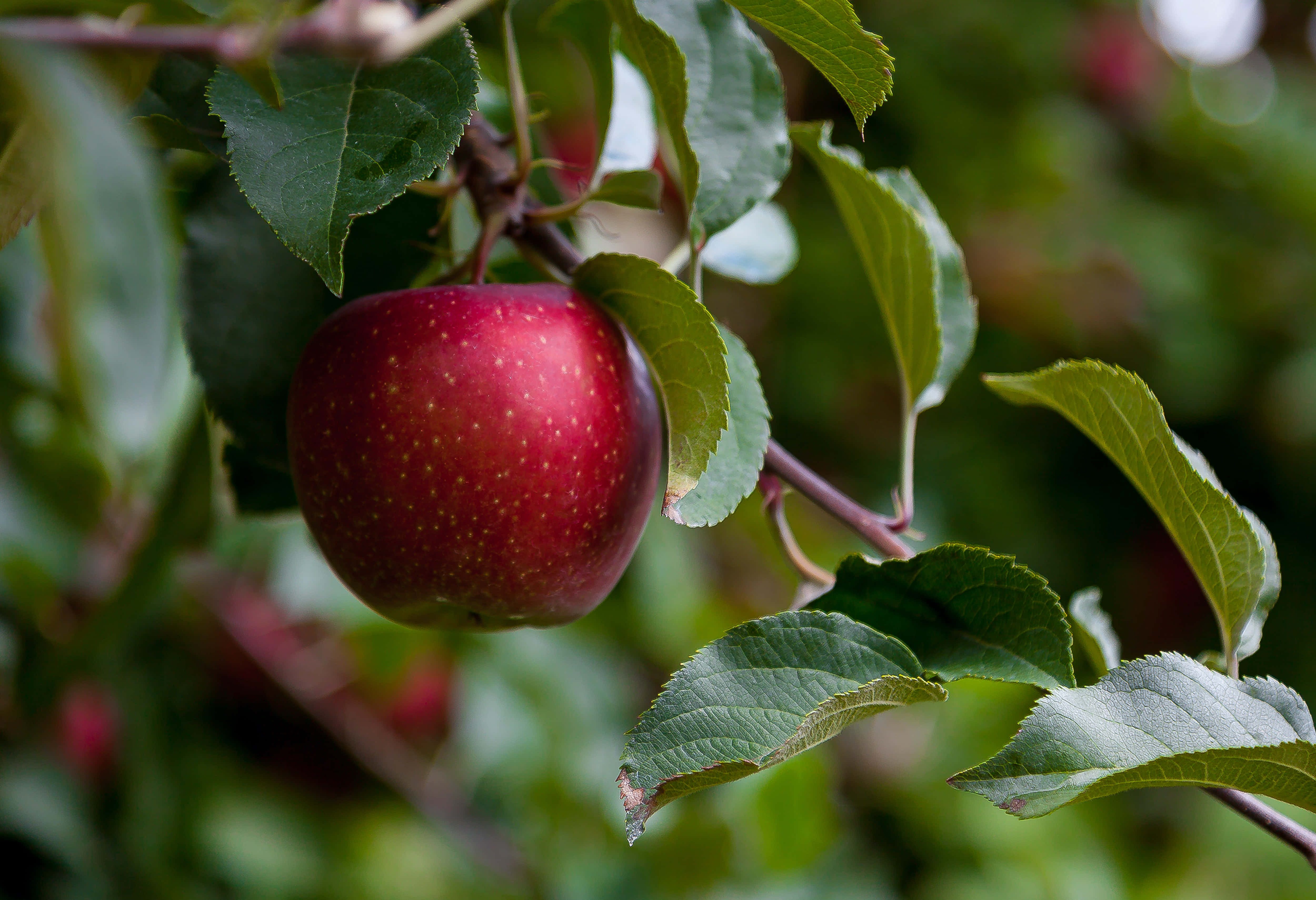summer fruits, 5000 x 3420, ripe red apple, 4K Desktop Wallpaper