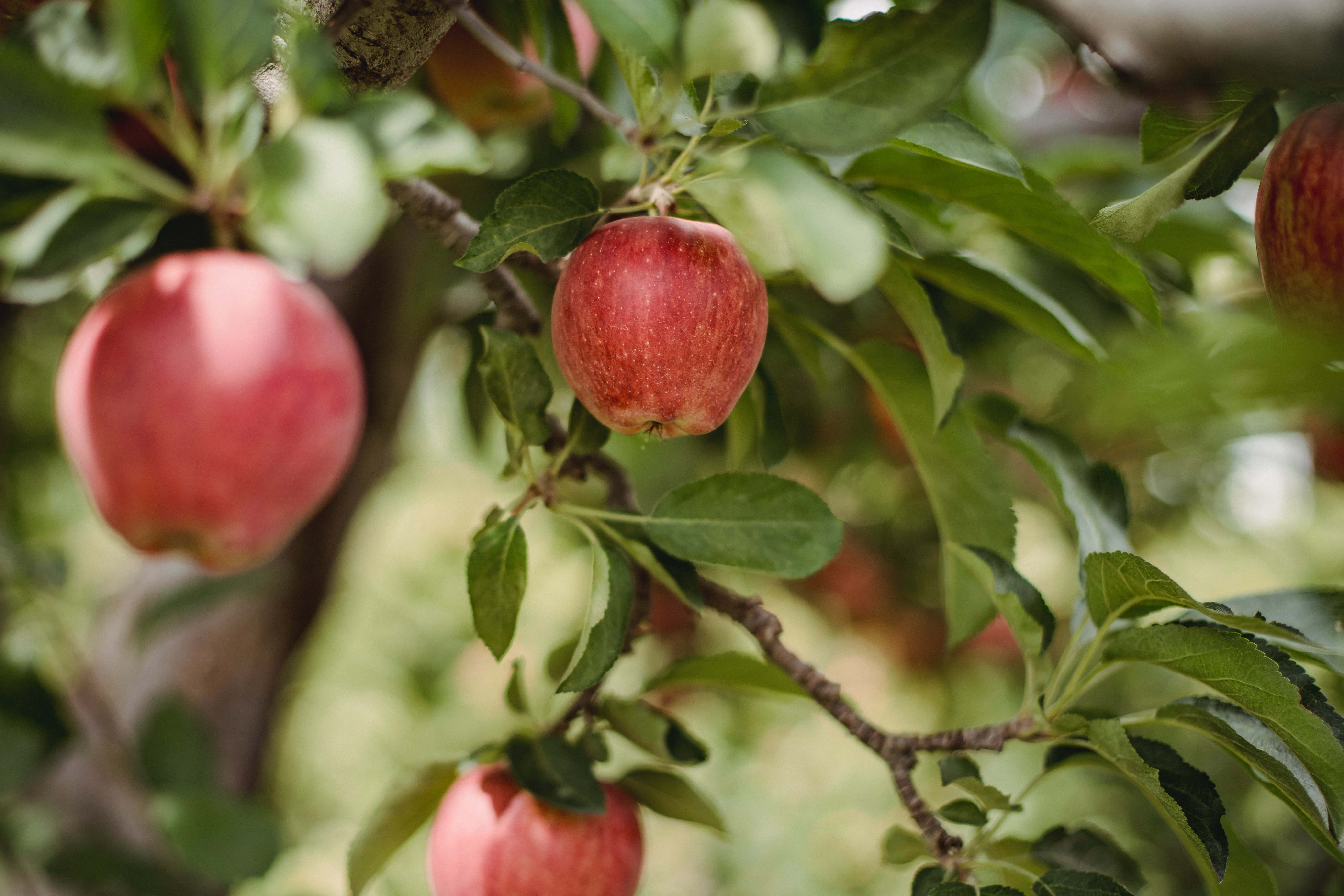 Summer Fruits, red apples, tree branch, 5K Desktop Wallpaper