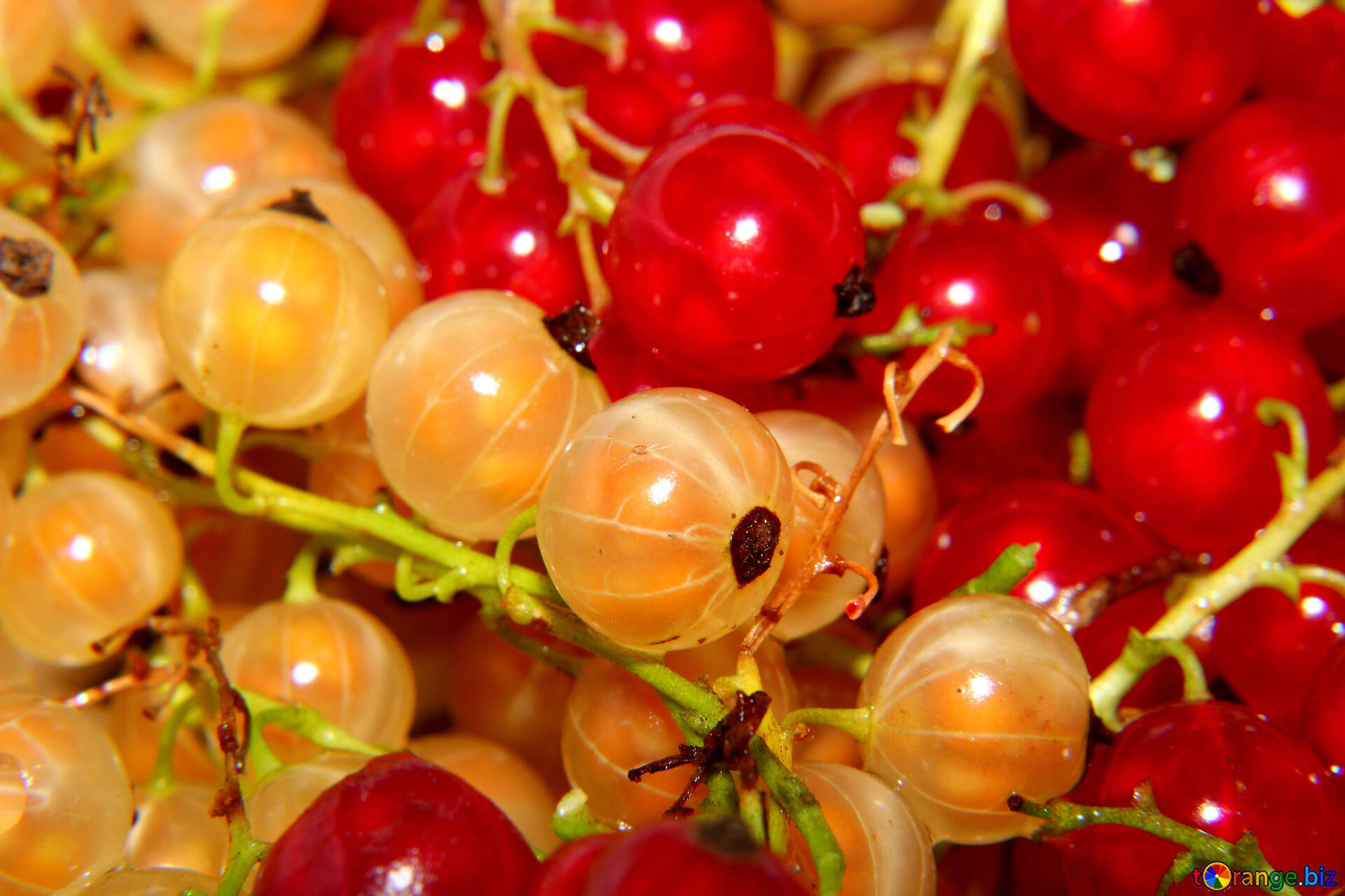 red currant, white currant, dew, Full HD Desktop Wallpaper