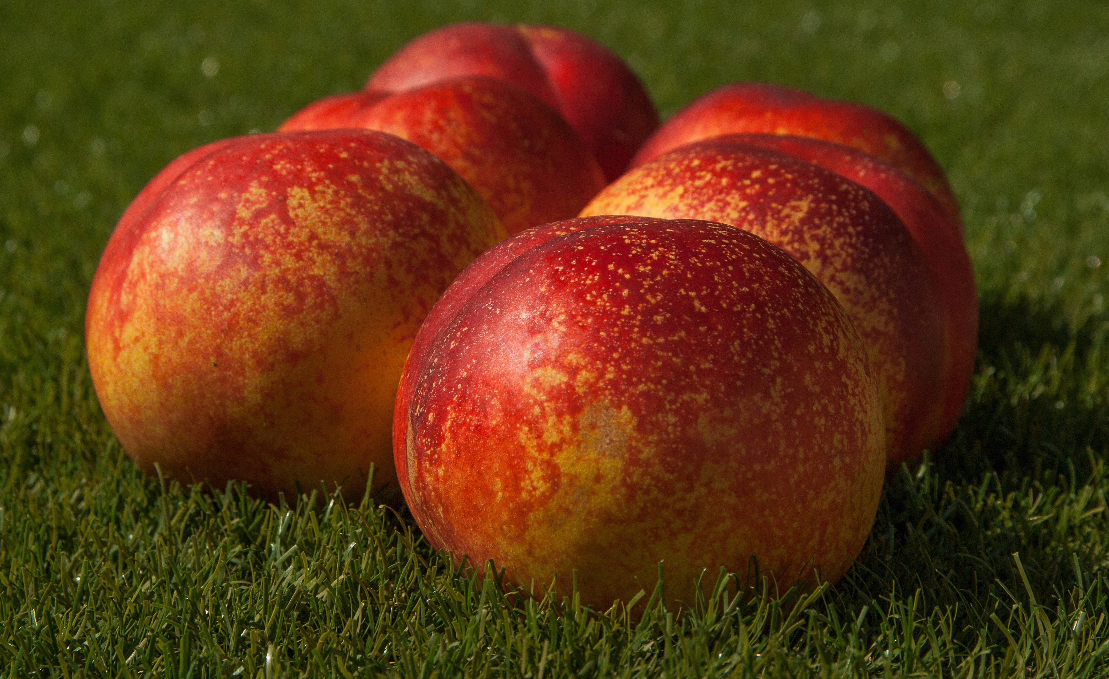 nectarine fruit, red and yellow blush, vibrant green grass, 4K Desktop Wallpaper