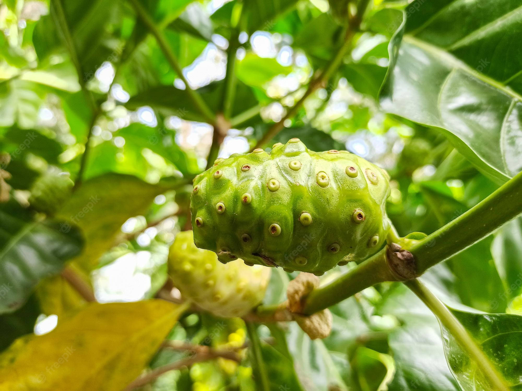 noni fruits, daylight, vibrant green, Full HD Desktop Wallpaper