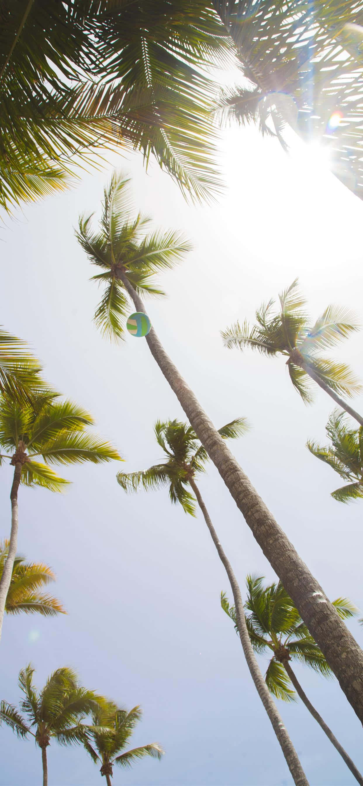 Summer Fun, coconut trees, palm trees, 2K Phone Wallpaper