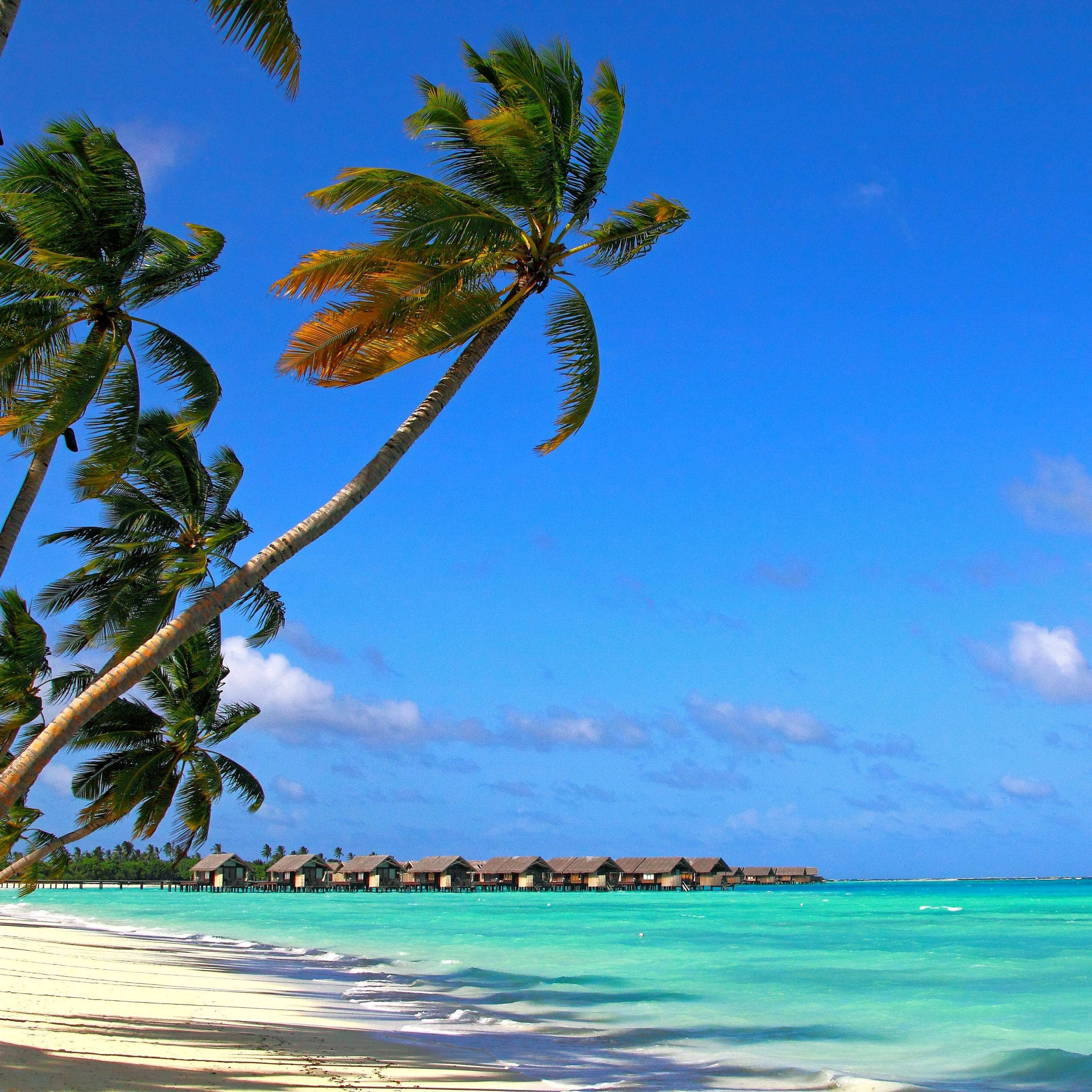 Summer iPad, tropical paradise, palm trees, 2K Desktop Wallpaper