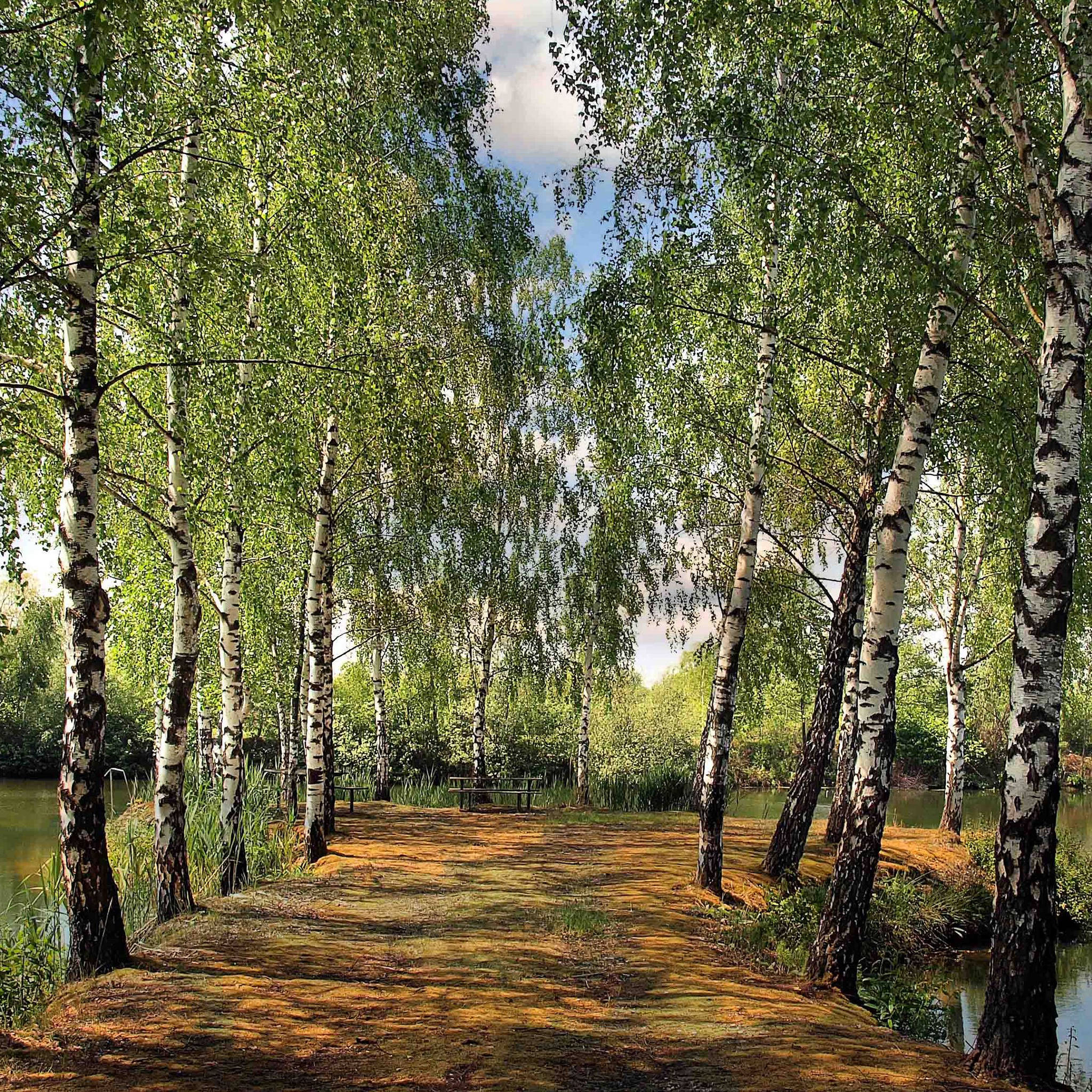 summer iPad, birch trees, white bark, Full HD Desktop Wallpaper