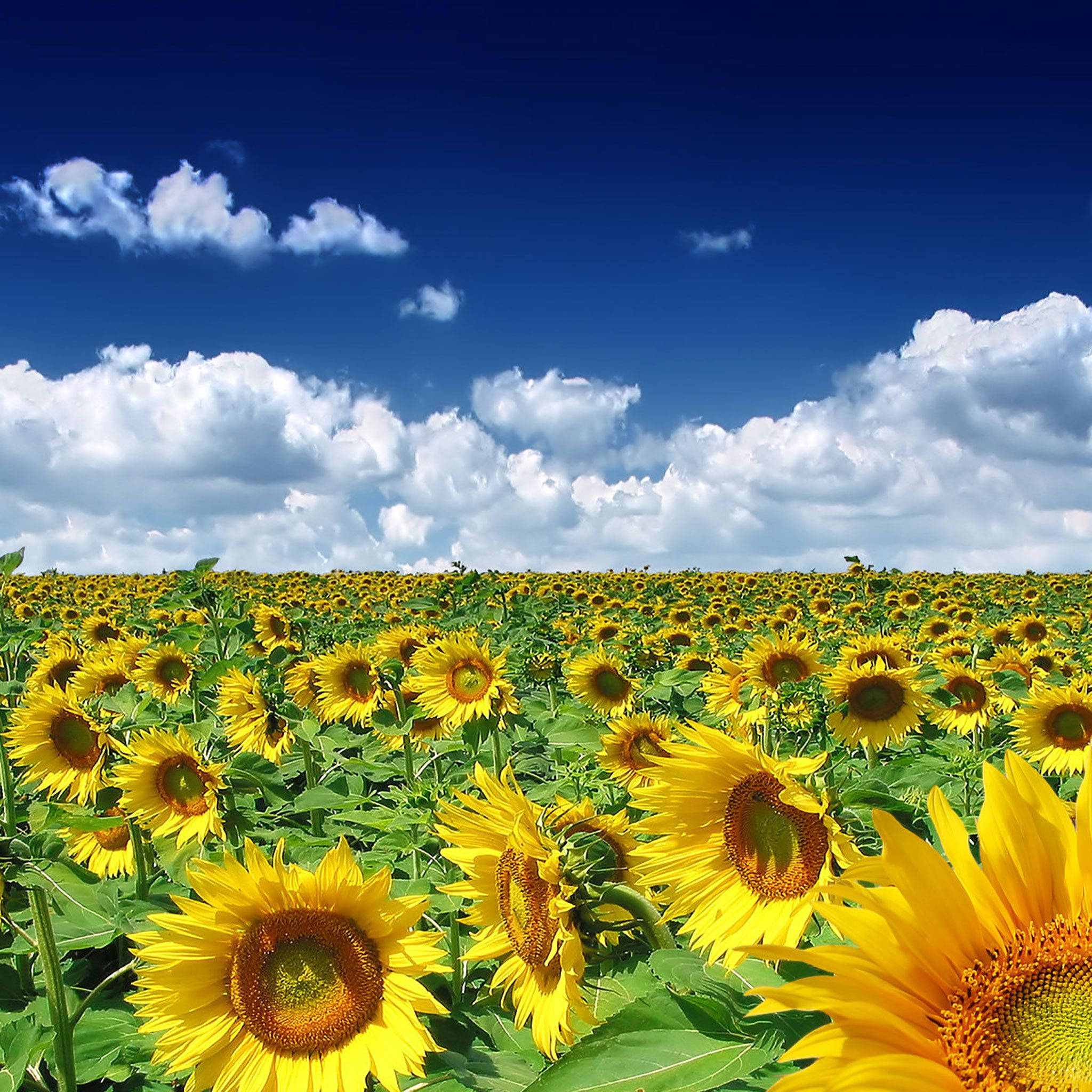 sunflowers, field, blue sky, Full HD Desktop Wallpaper