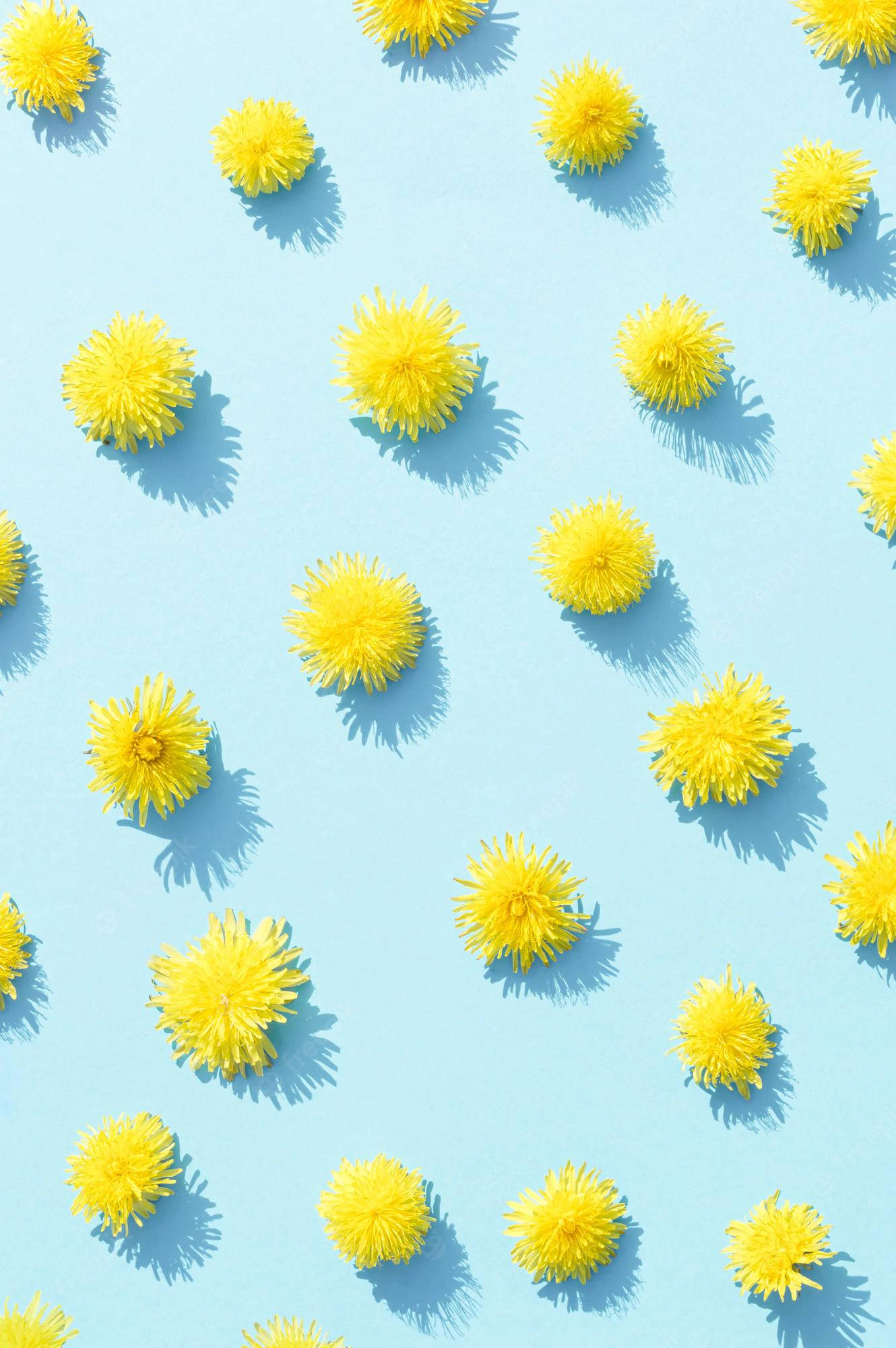 Dandelions Summer iPhone Blue, yellow dandelion clocks, soft blue surface, Full HD Phone Wallpaper