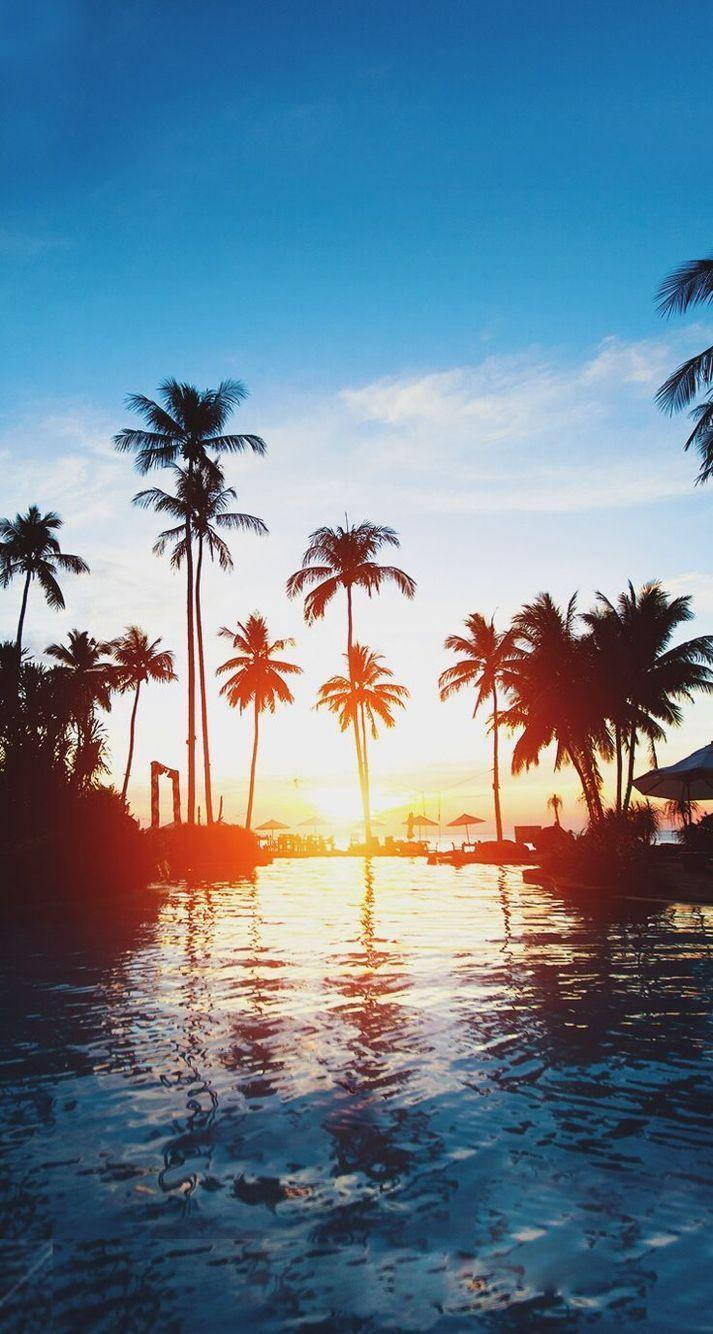 Summer iPhone, Sunset, palm trees, HD Phone Wallpaper