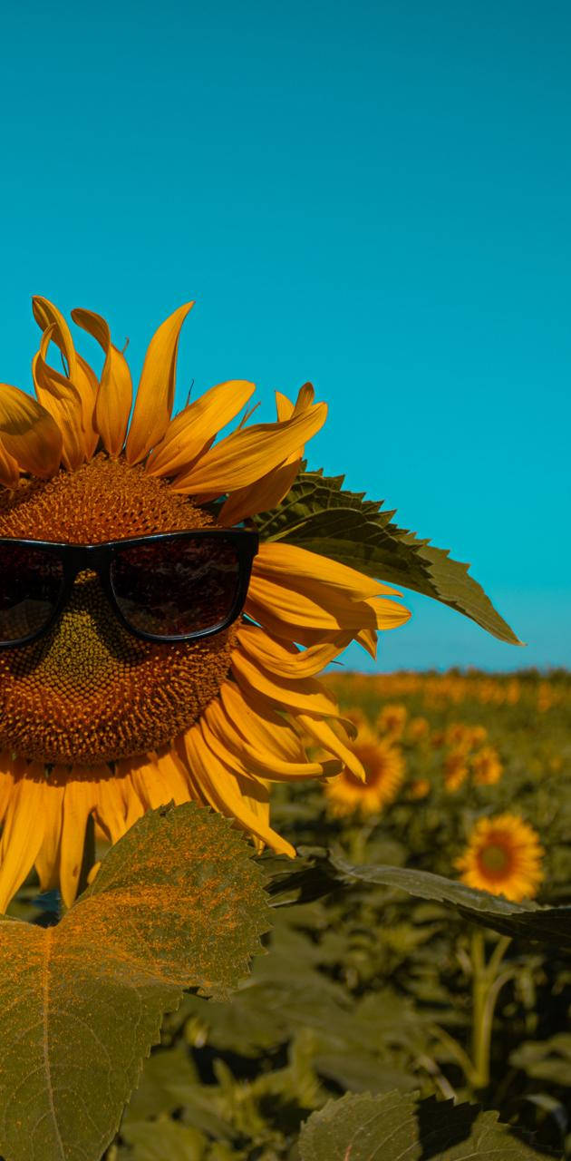 sunflower, sunglasses, vibrant blue sky, HD Phone Wallpaper