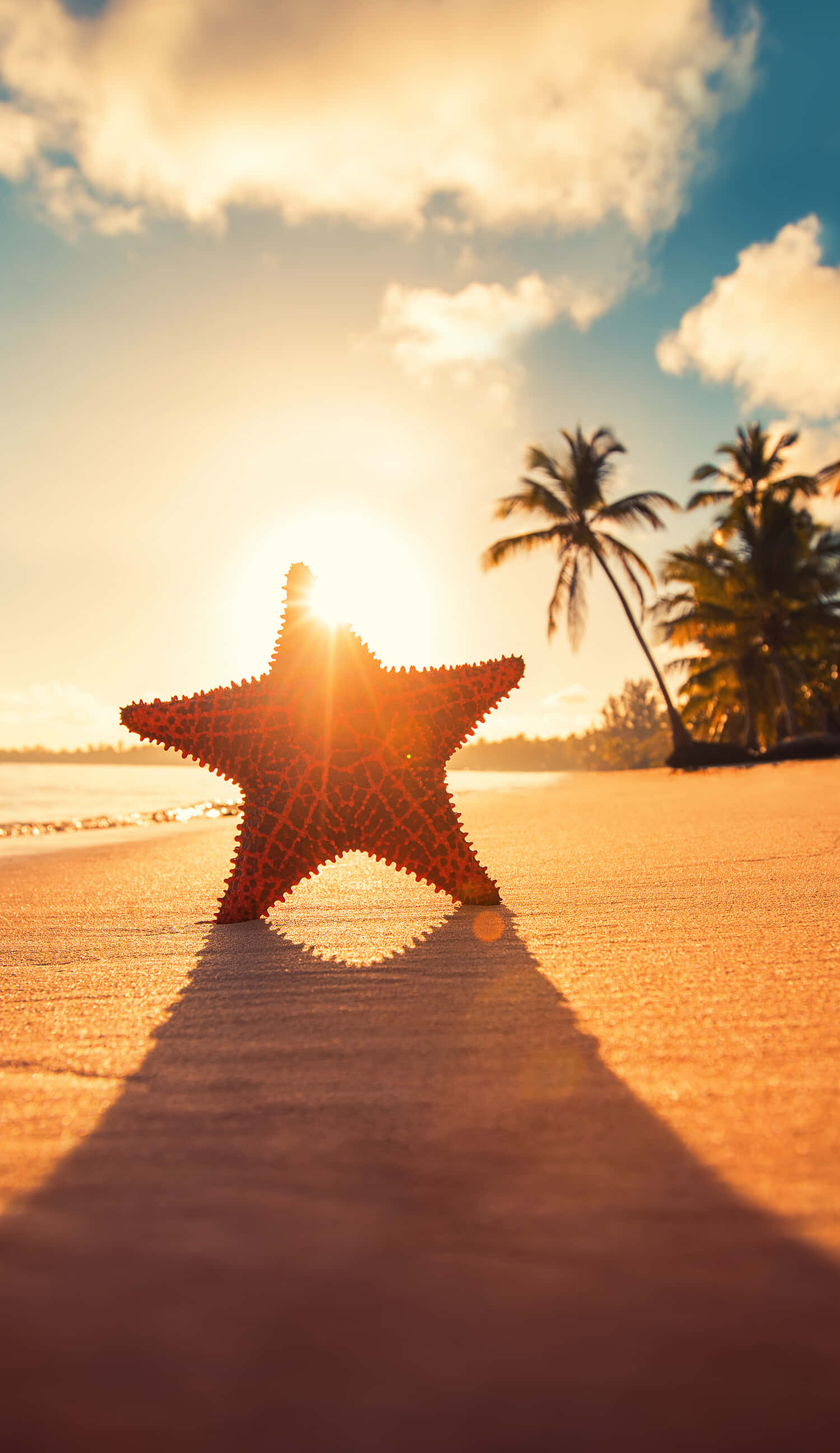 vibrant red starfish, golden sunset, tropical beach, 2K Phone Wallpaper