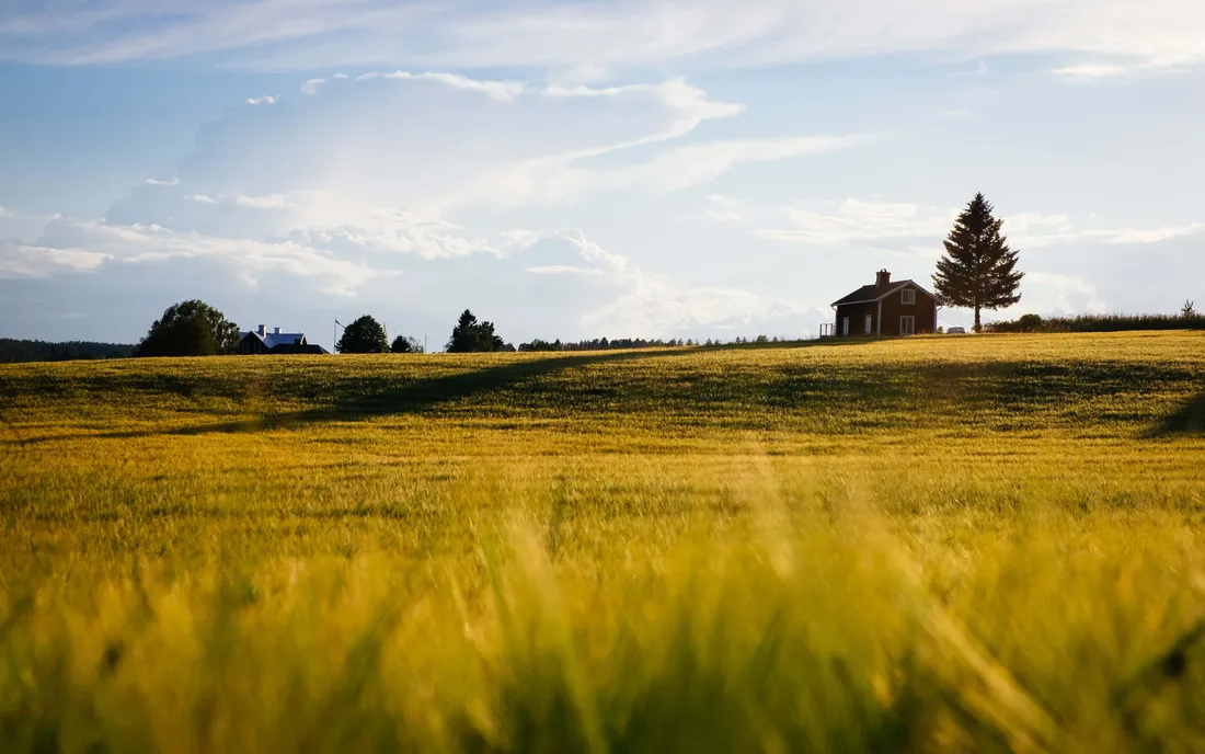Summer Landscape