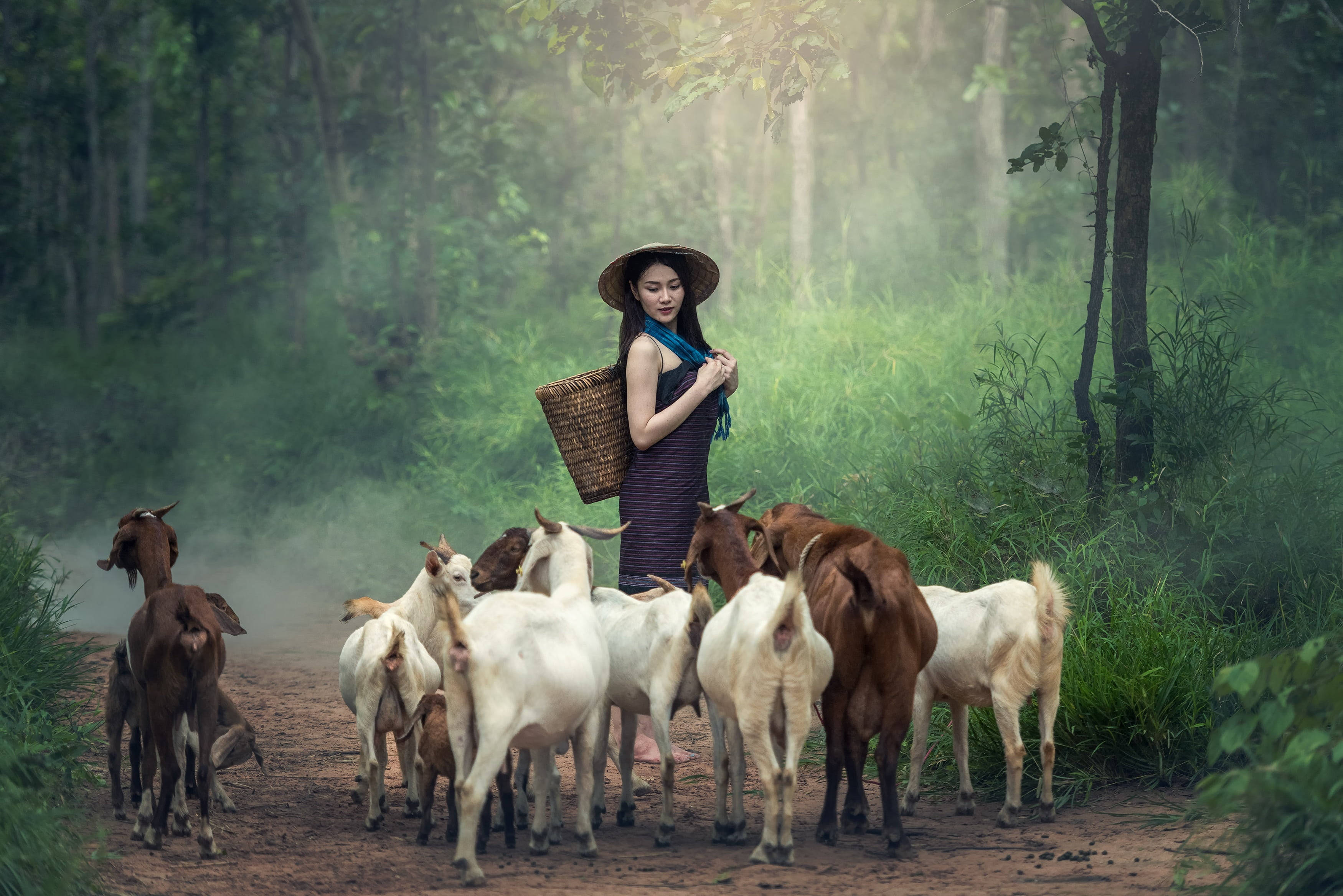 straw hat, herd of goats, misty forest path, 2K Desktop Wallpaper