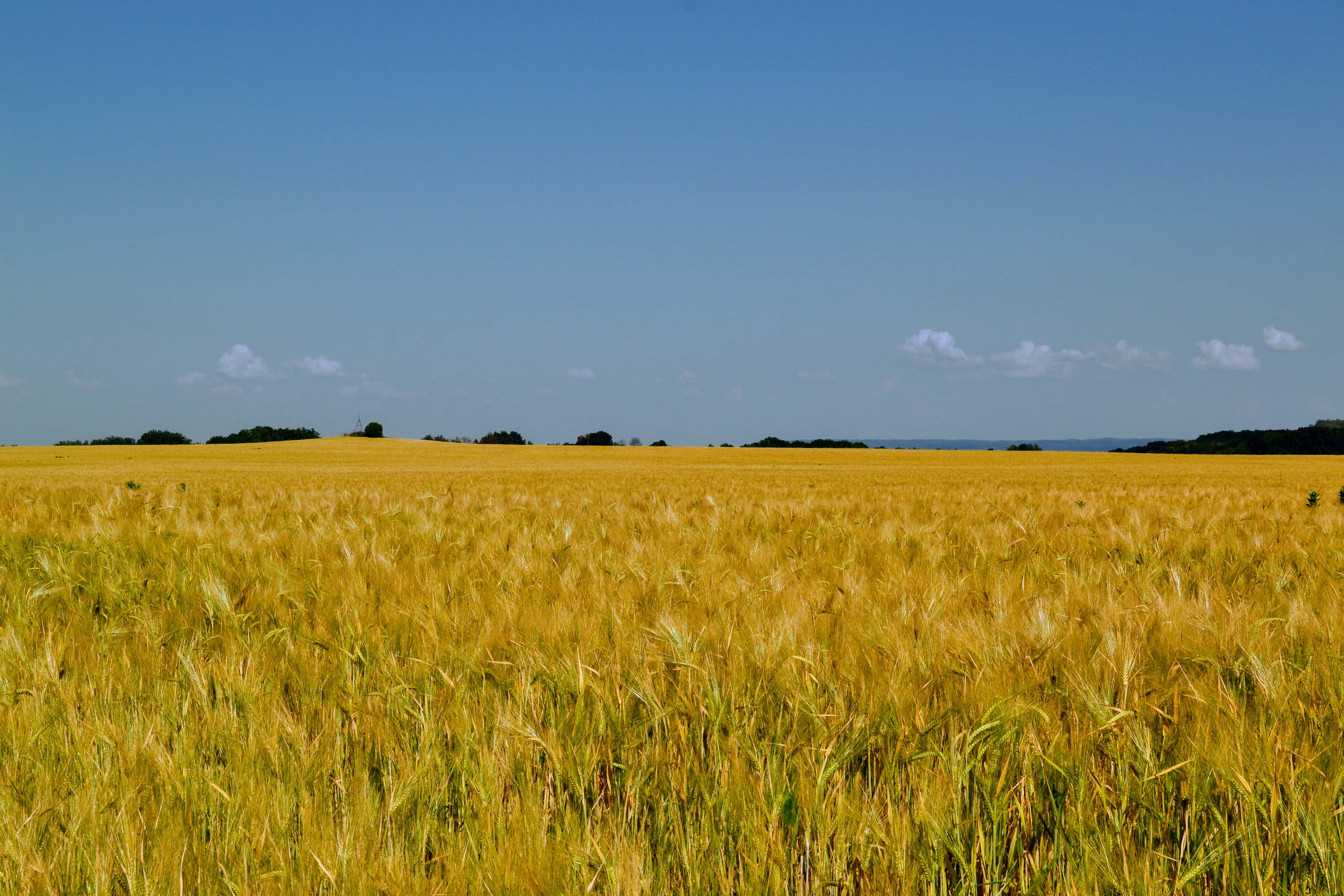 summer landscape, golden wheat field, clear blue sky, 4K Desktop Wallpaper