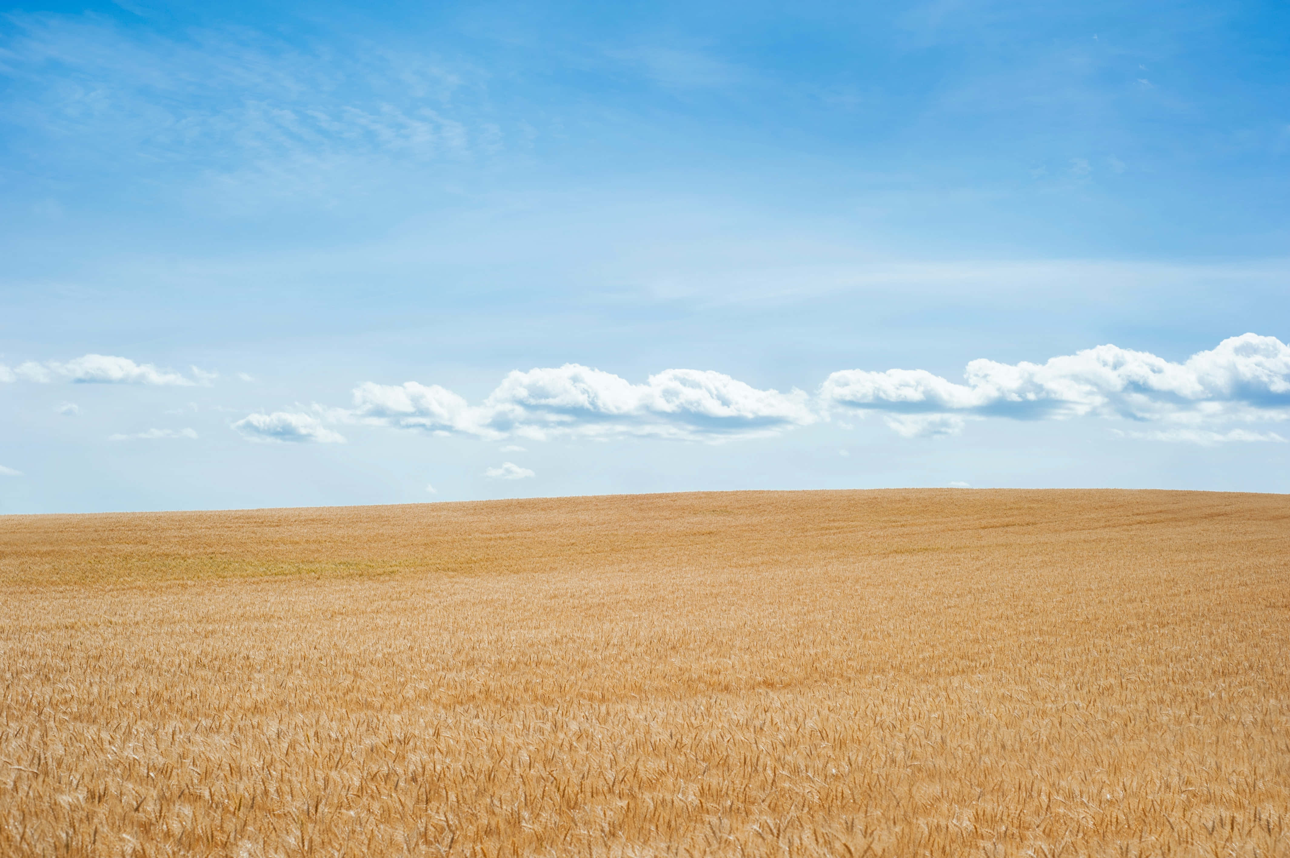 summer landscape, golden wheat field, bright blue sky, 4K Desktop Wallpaper