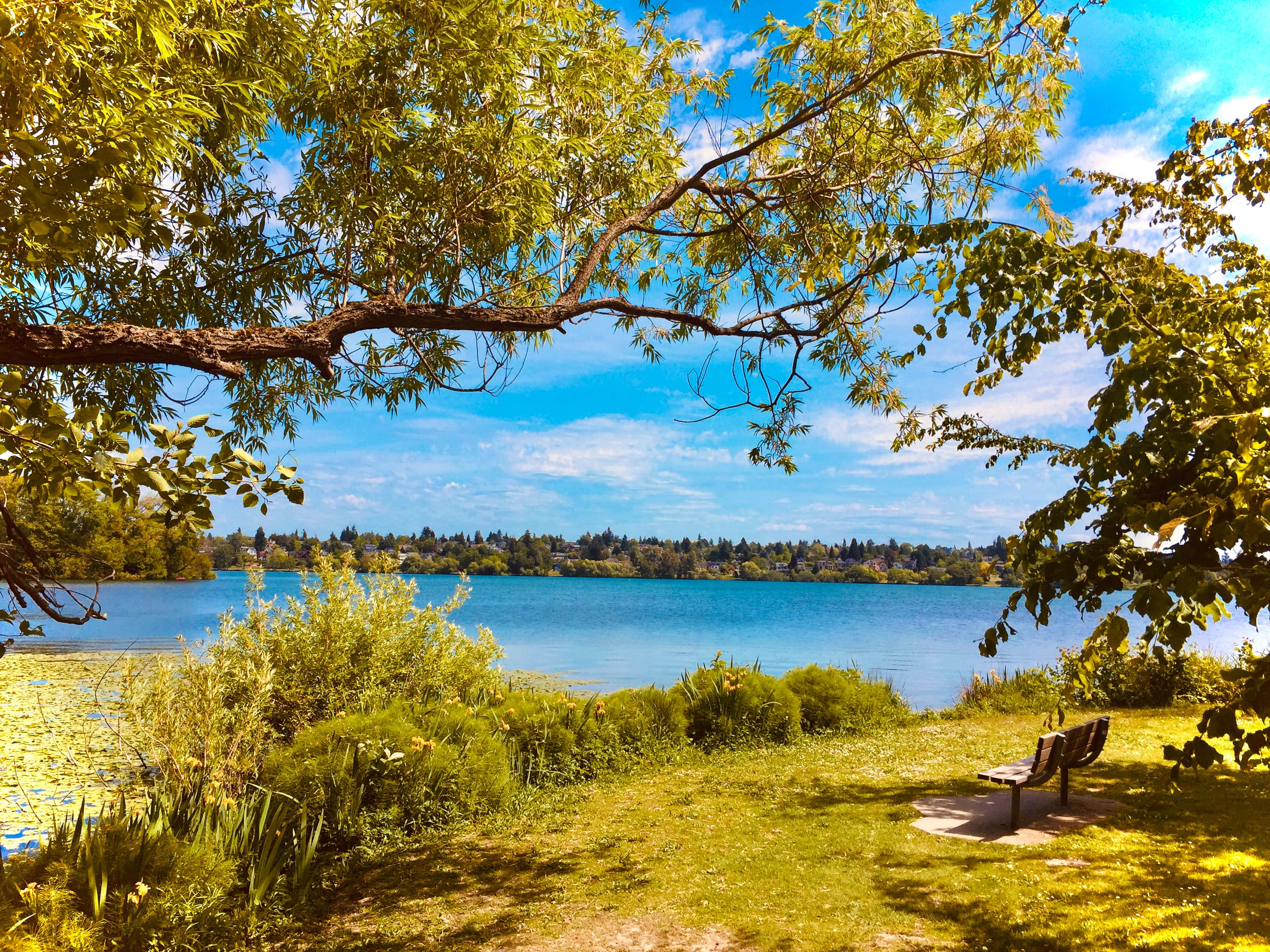 summer landscape, wooden bench, leafy branches, 2K Desktop Wallpaper