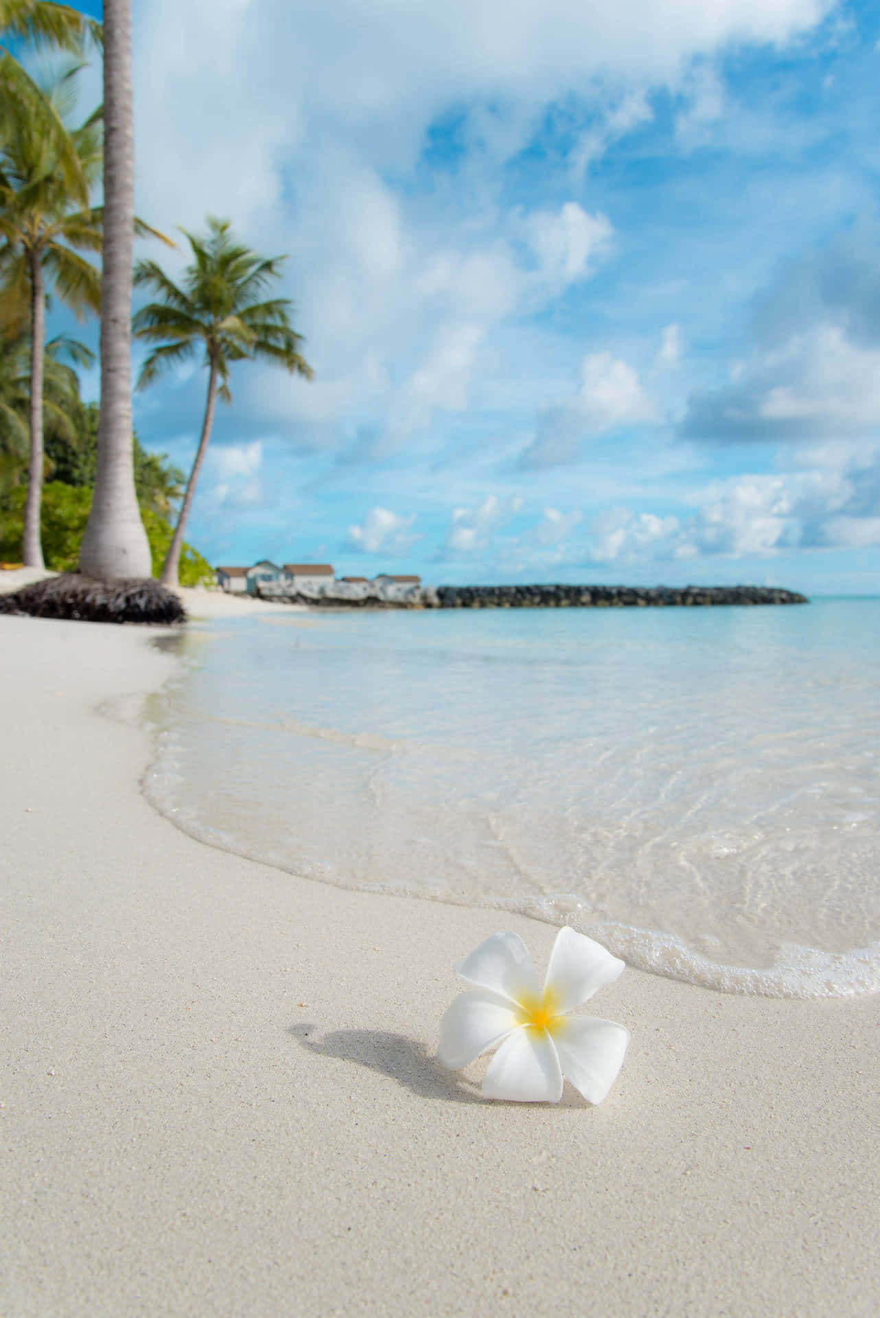 white frangipani flower, pristine white sand, gentle waves, Full HD Phone Wallpaper