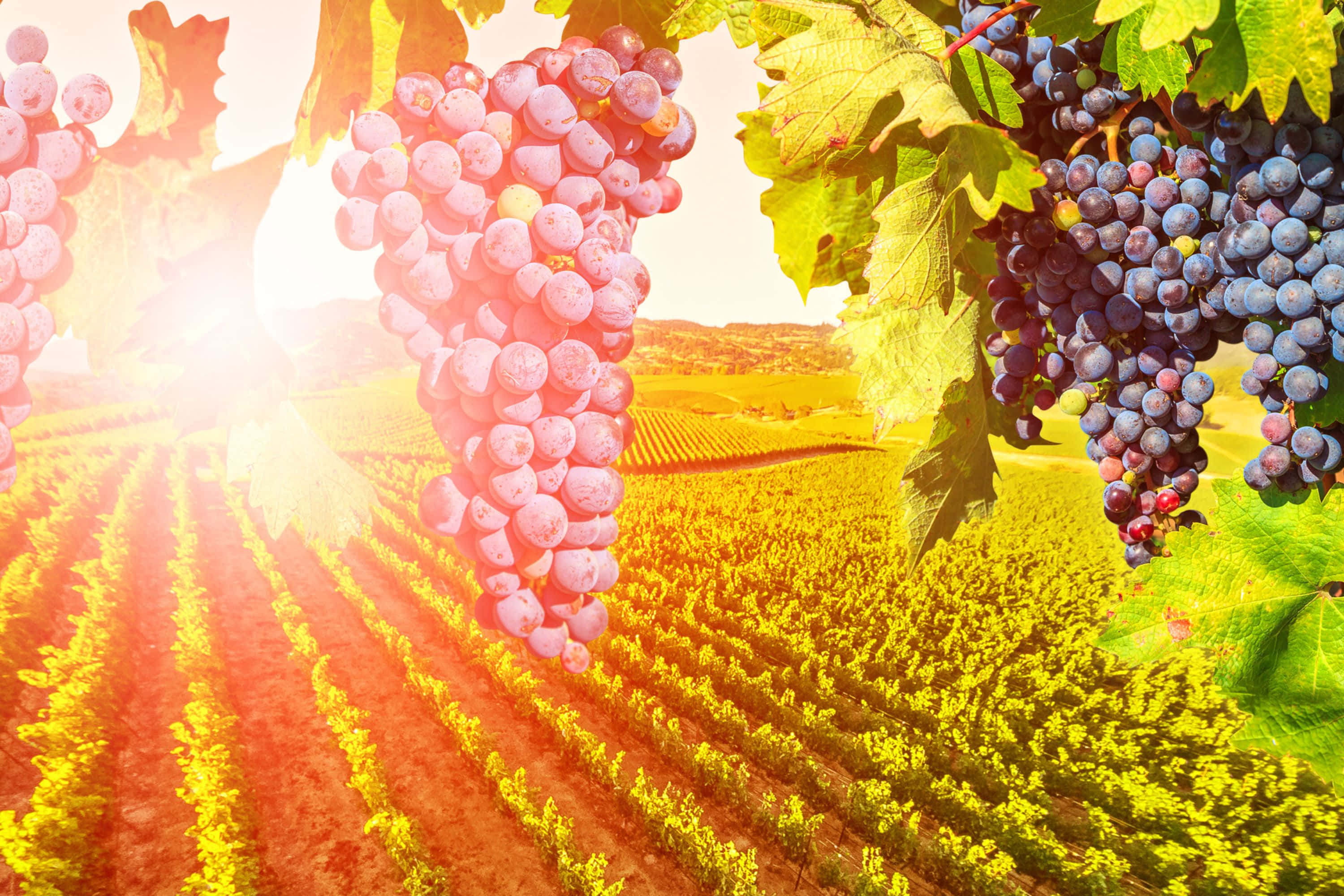 3000x2000, Summer Scene, golden vineyard, 2K Desktop Wallpaper