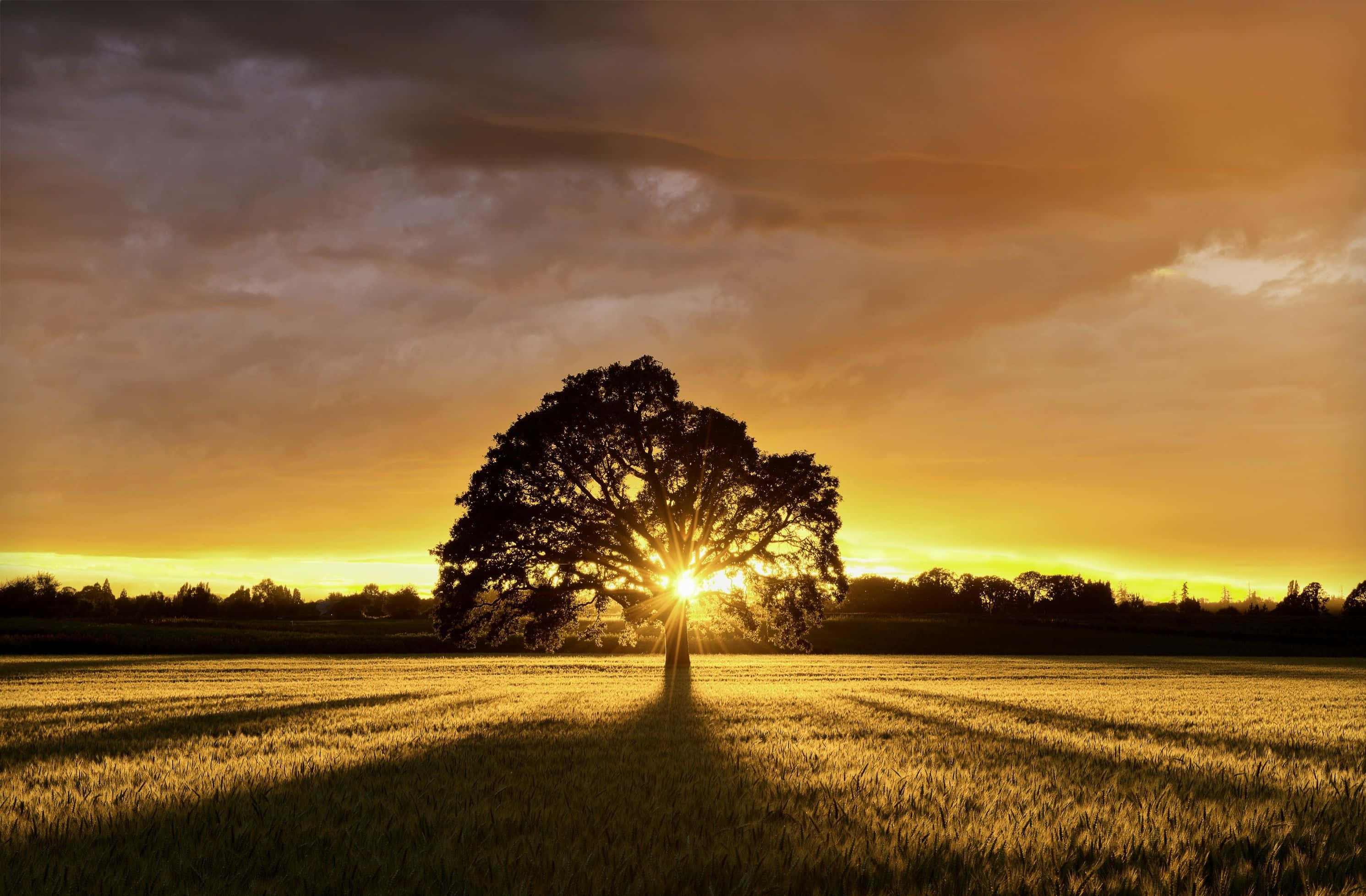 summer landscape, golden sunset, wheat field, 2K Desktop Wallpaper